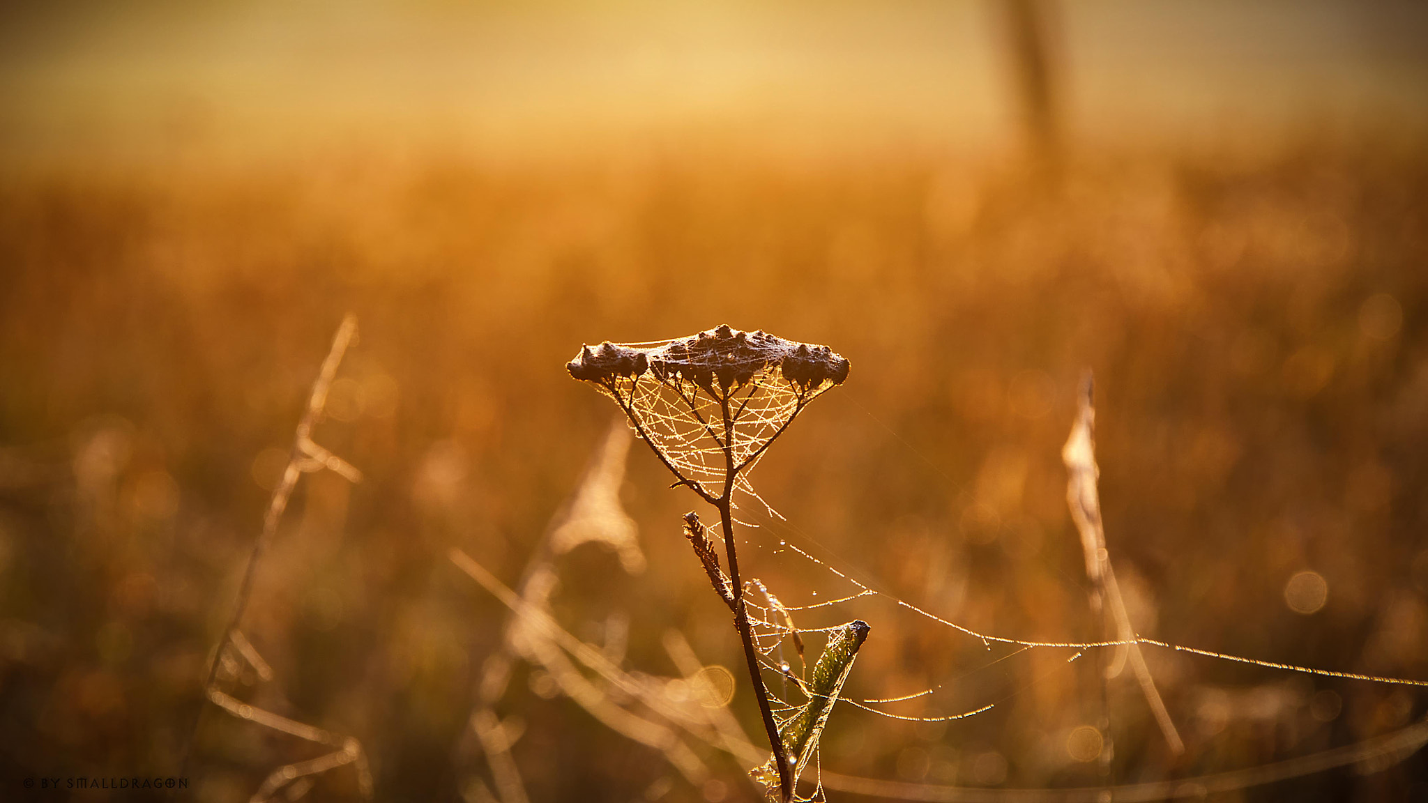 Nikon D5000 + Sigma 18-200mm F3.5-6.3 DC OS HSM sample photo. Morning web photography