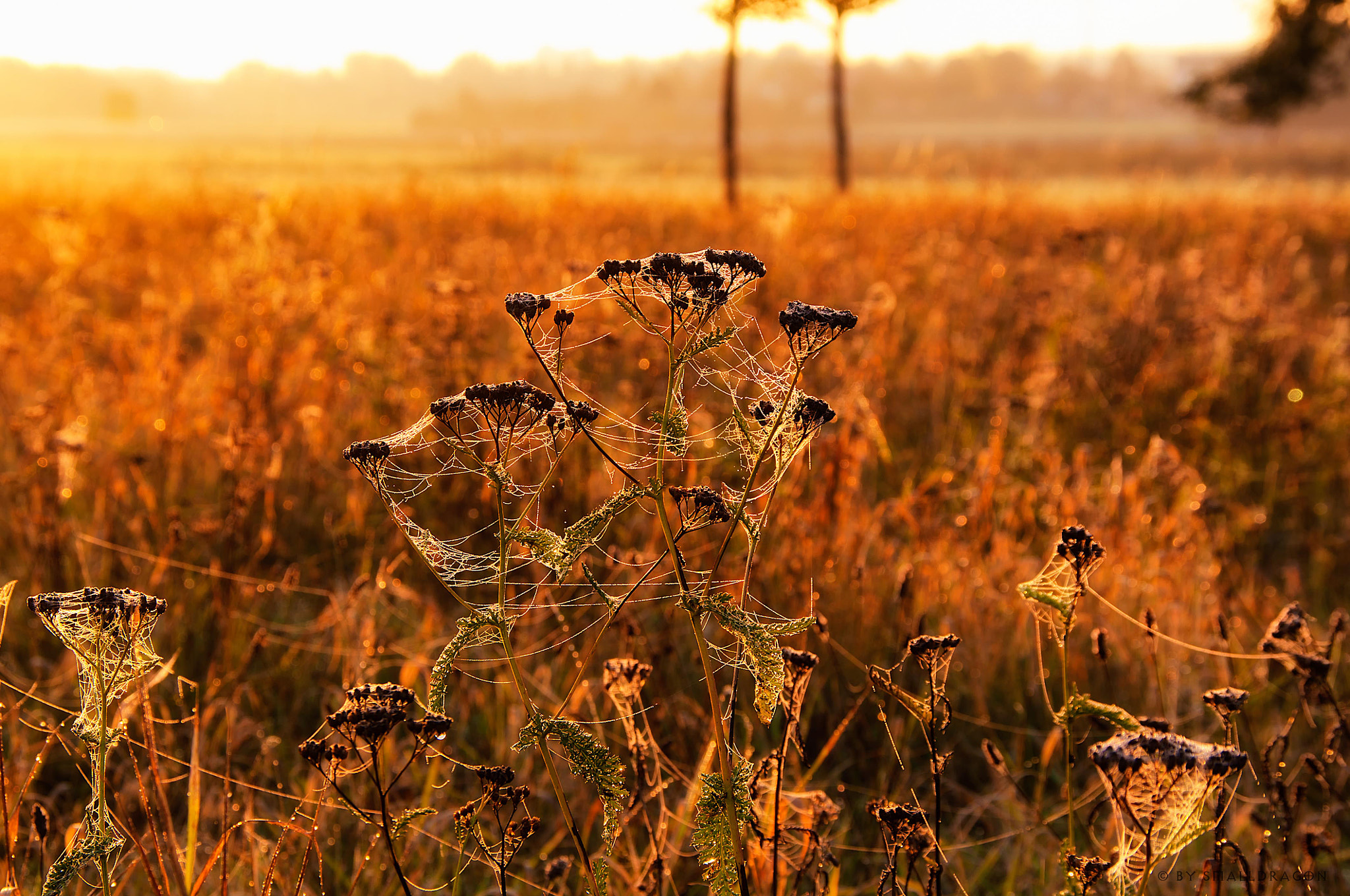 Nikon D5000 + Sigma 18-200mm F3.5-6.3 DC OS HSM sample photo. Morning web photography