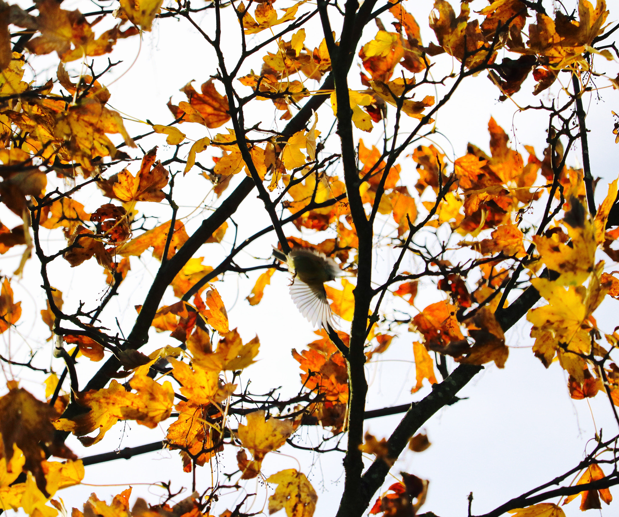 Canon EF-S 55-250mm F4-5.6 IS STM sample photo. Img photography