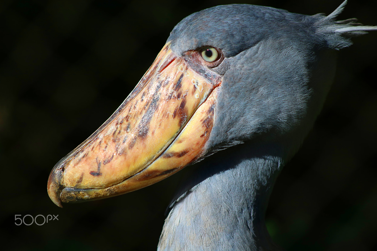 Canon EF 75-300mm f/4-5.6 USM sample photo. Shoebill stork 8710 photography