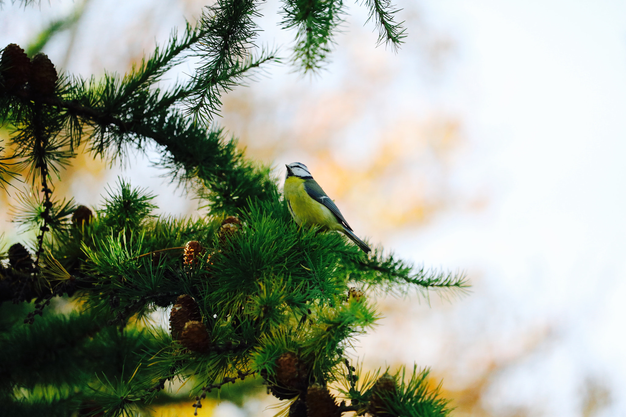 Canon EF-S 55-250mm F4-5.6 IS STM sample photo. Img photography