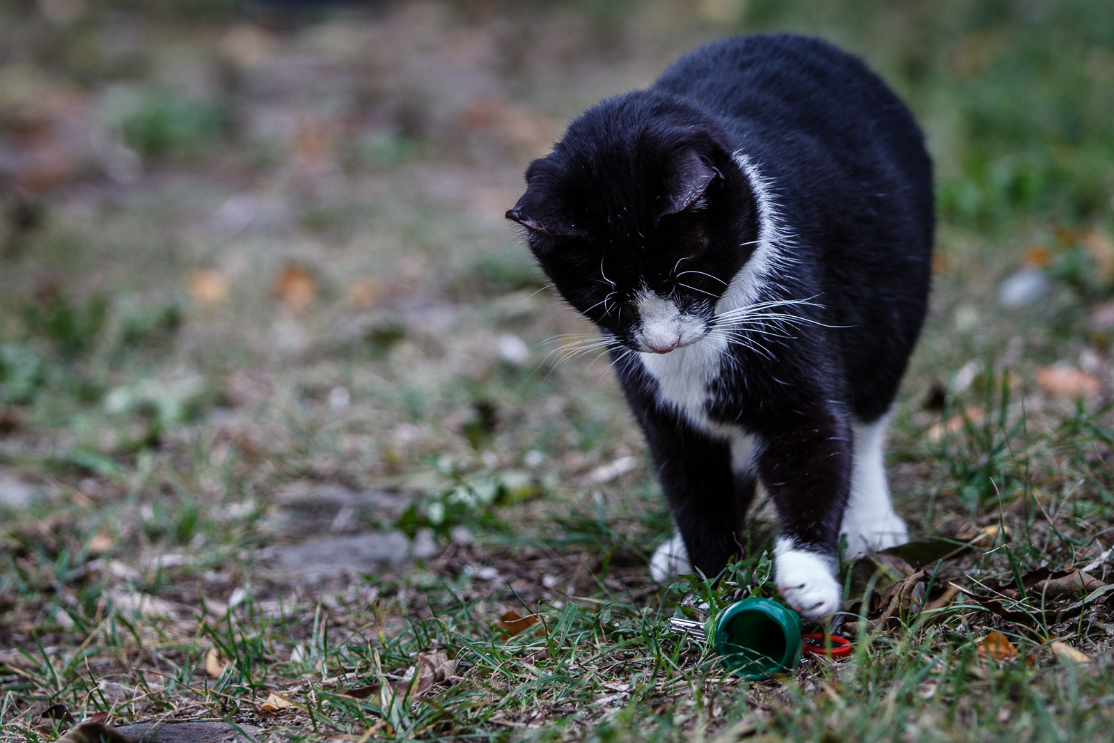 Canon EOS 600D (Rebel EOS T3i / EOS Kiss X5) + Canon EF 70-200mm F2.8L IS II USM sample photo. "why isn't this mouse moving …?!" photography