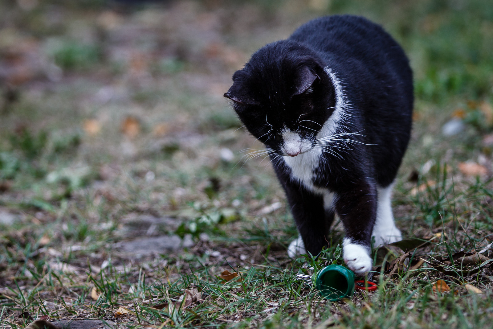 Canon EF 70-200mm F2.8L IS II USM sample photo. "why isn't this mouse moving …?!" photography