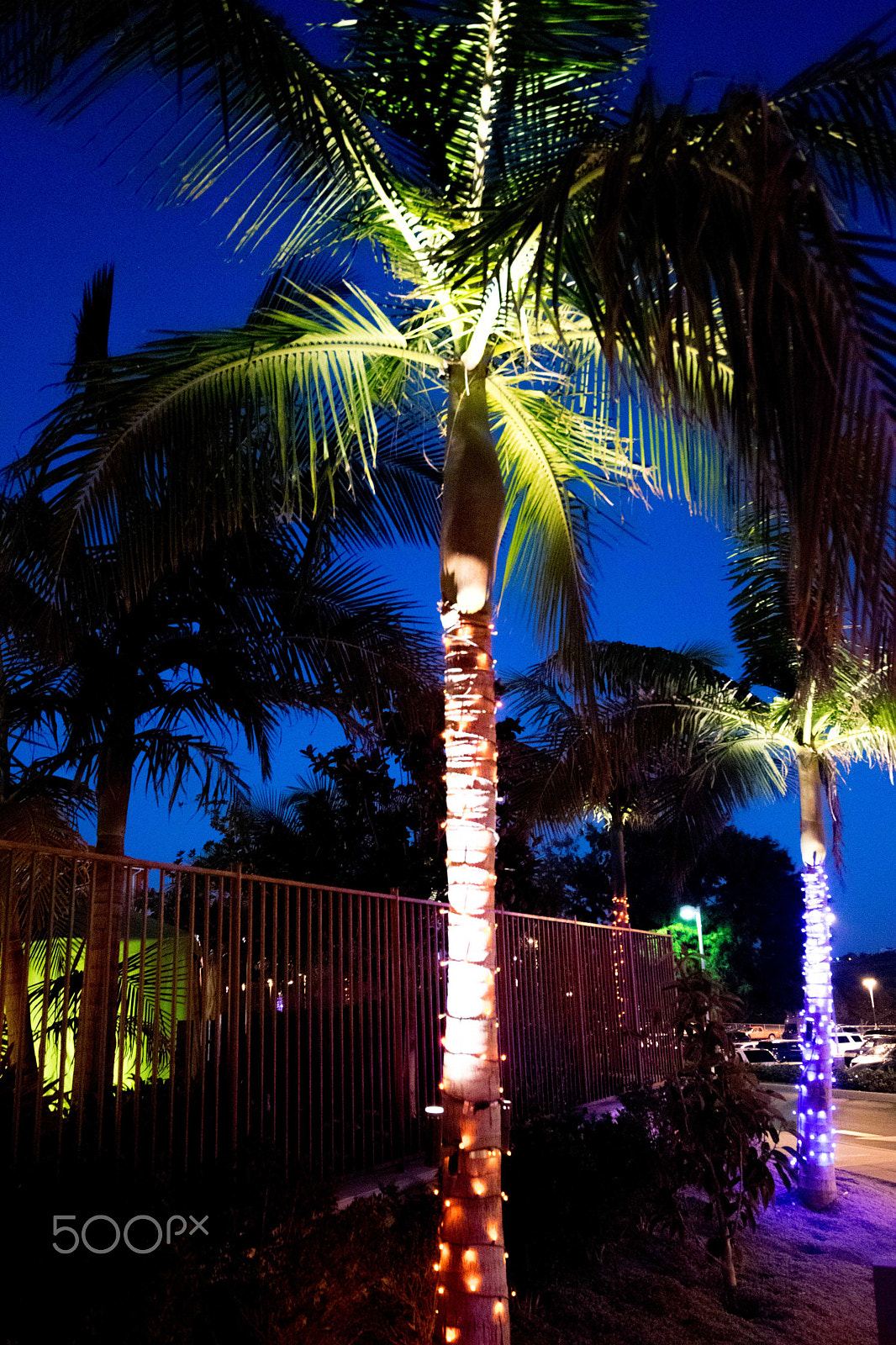 Nikon D5300 + Tokina AT-X 11-20 F2.8 PRO DX (AF 11-20mm f/2.8) sample photo. Glowing palm photography