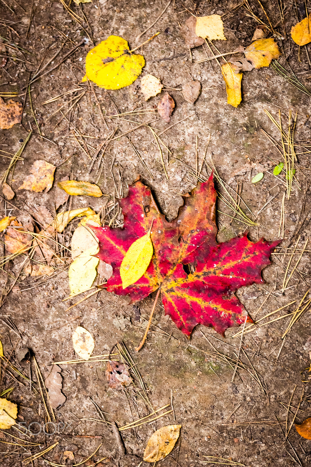 Canon EF 24-70mm F4L IS USM sample photo. Fallen leaves on the ground photography