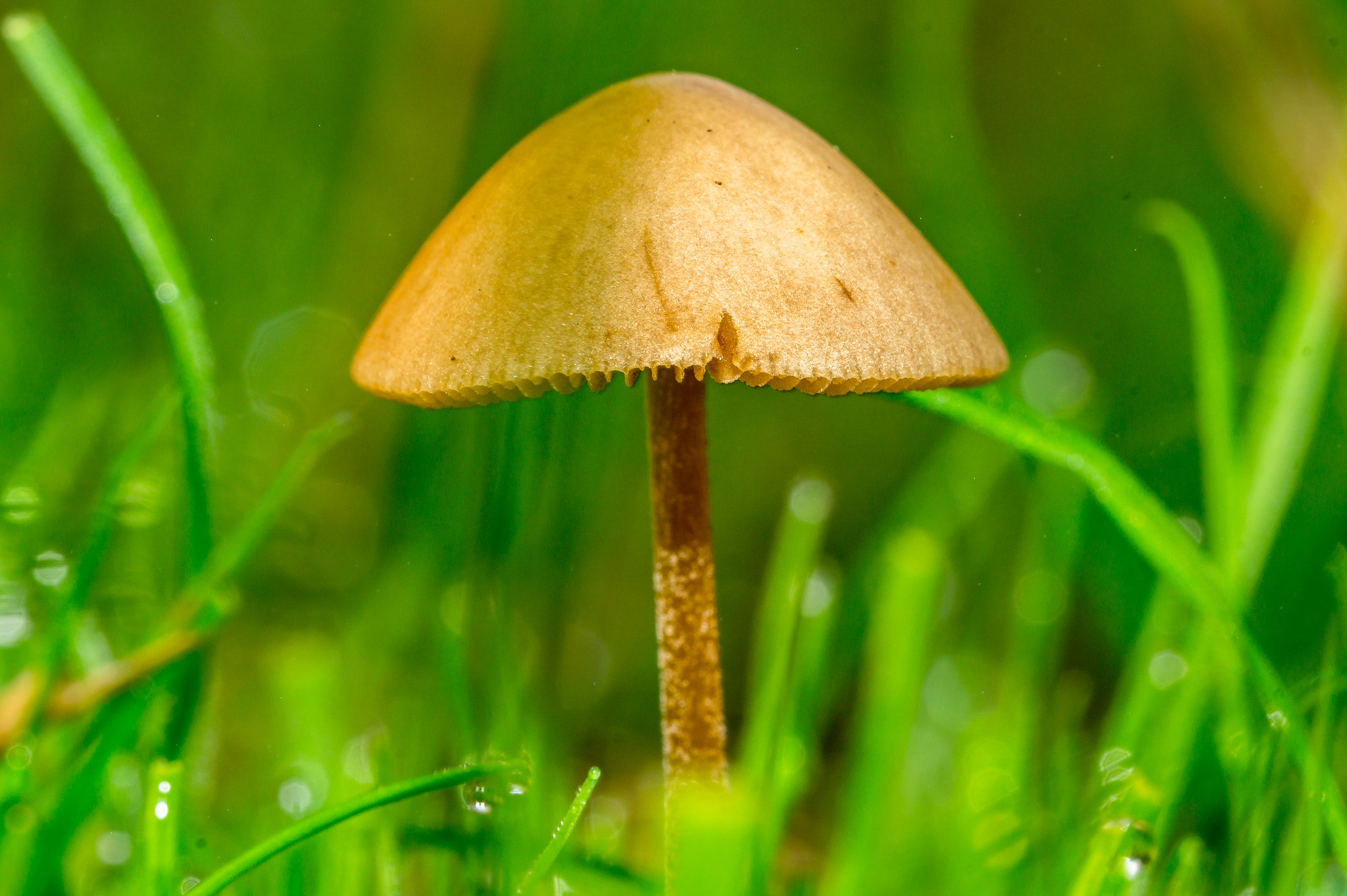 Sony SLT-A58 sample photo. Mushroom photography