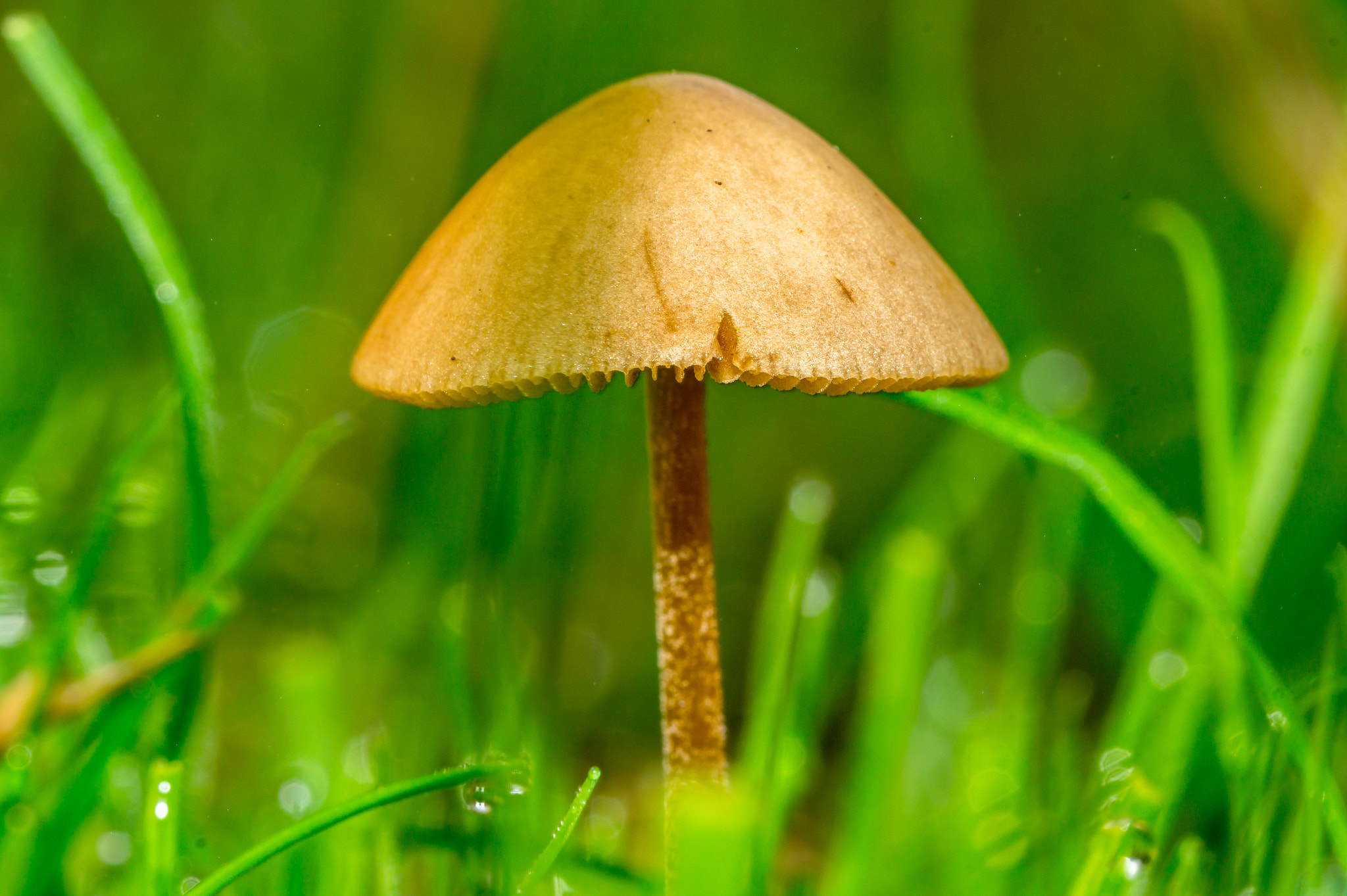 Sony SLT-A58 + 105mm F2.8 sample photo. Mushroom photography