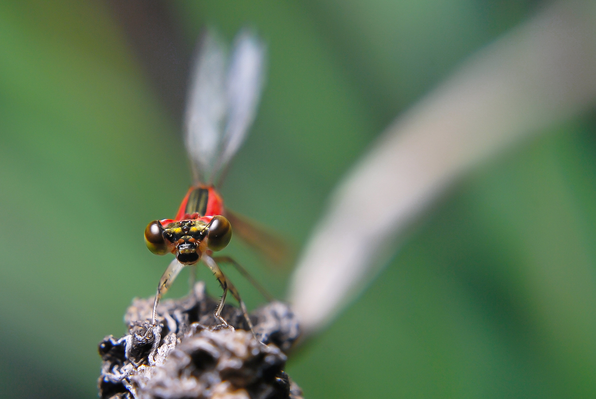 Nikon D60 + Nikon AF-S Nikkor 50mm F1.8G sample photo. Red dragonfly photography