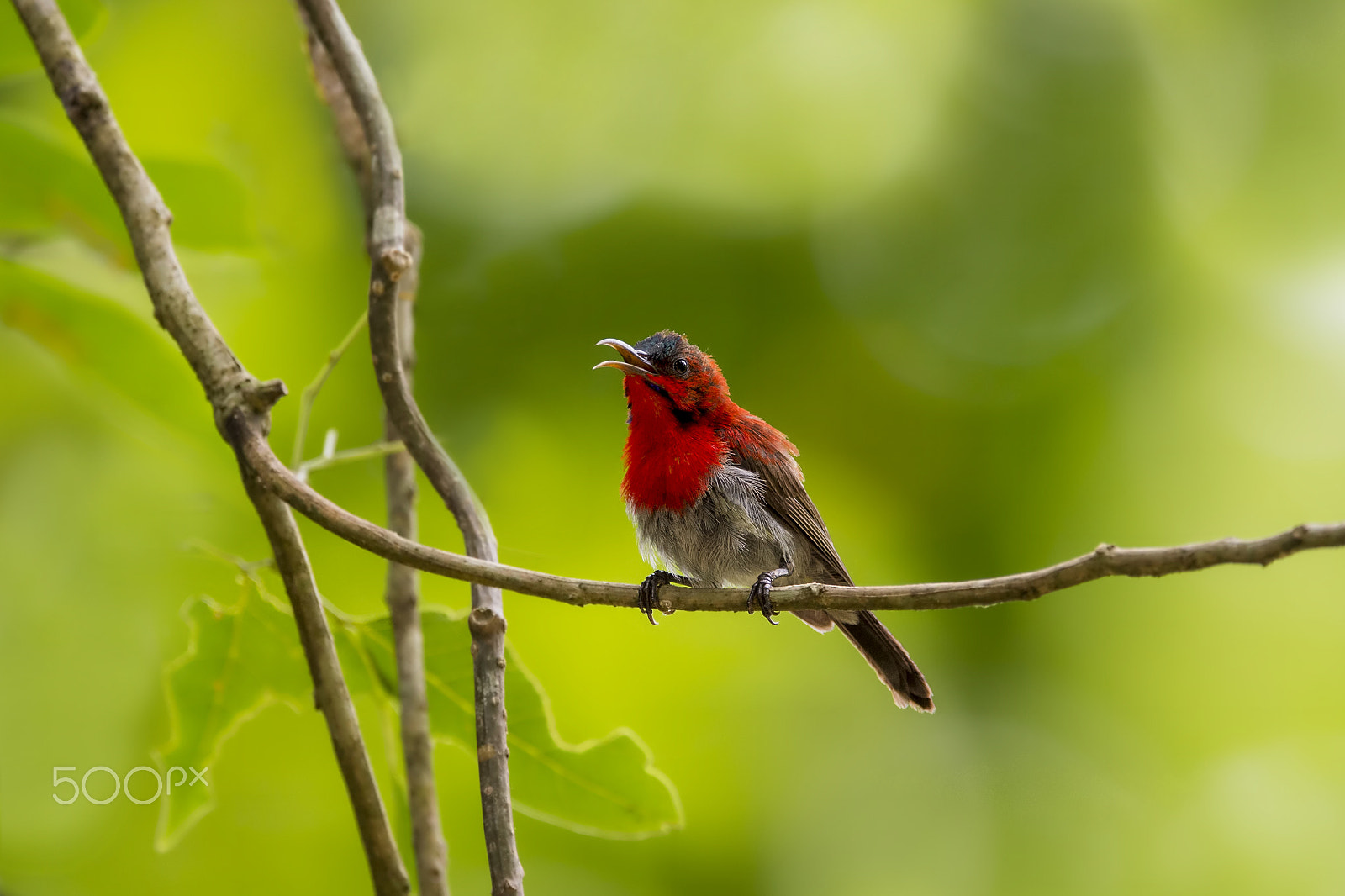 Nikon AF-S Nikkor 600mm F4E FL ED VR sample photo. Crimson sunbird (m) photography
