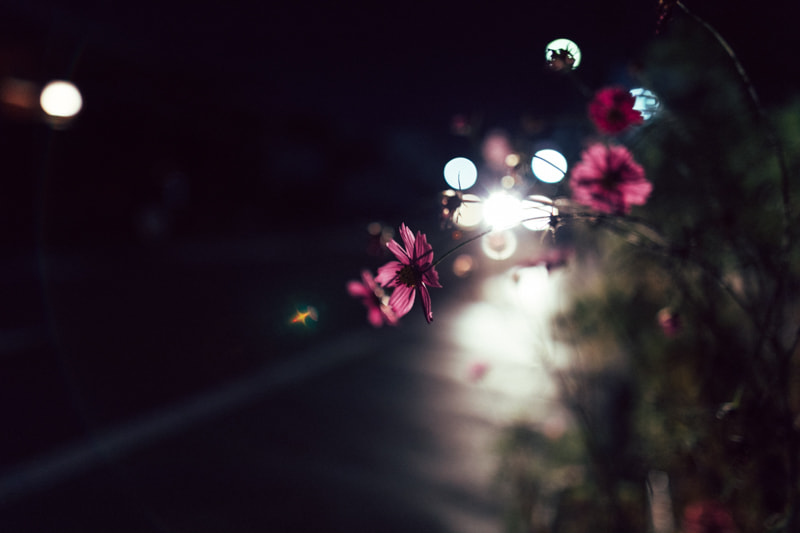 Sigma 24mm F1.4 DG HSM Art sample photo. Ya photography