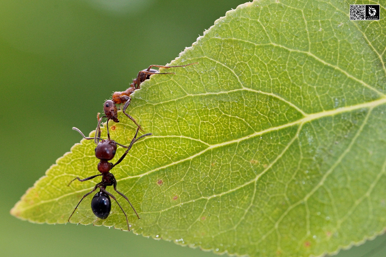 Canon EOS 60D + Tamron SP AF 90mm F2.8 Di Macro sample photo. Fighting to helping ? photography