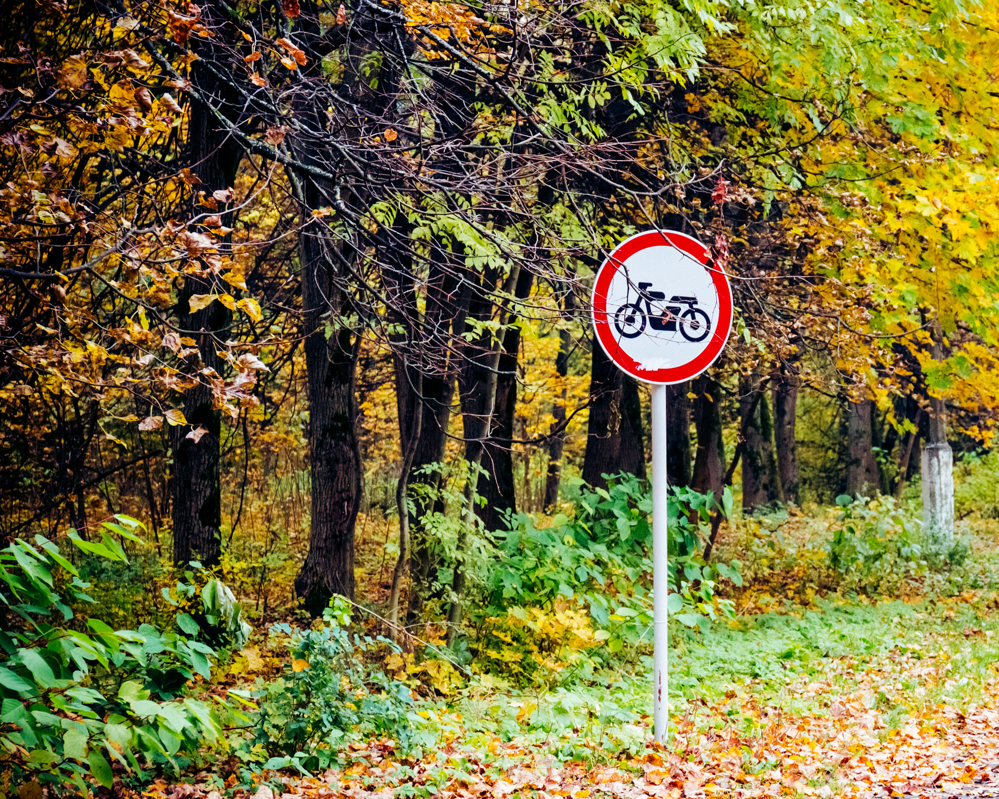 Canon EF 24-70mm F4L IS USM sample photo. No motocycles in the forest photography