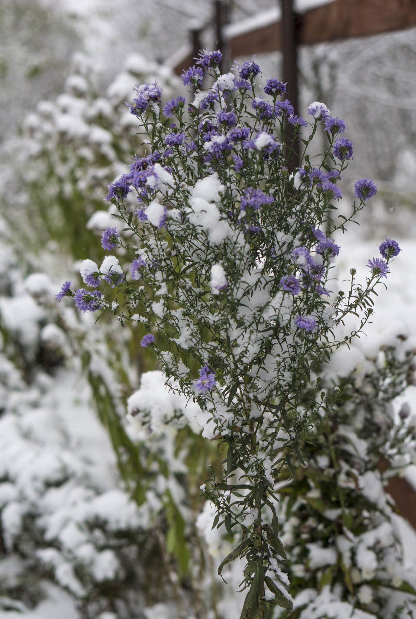 Sony a5100 + E 50mm F1.8 OSS sample photo. Winter flowers photography