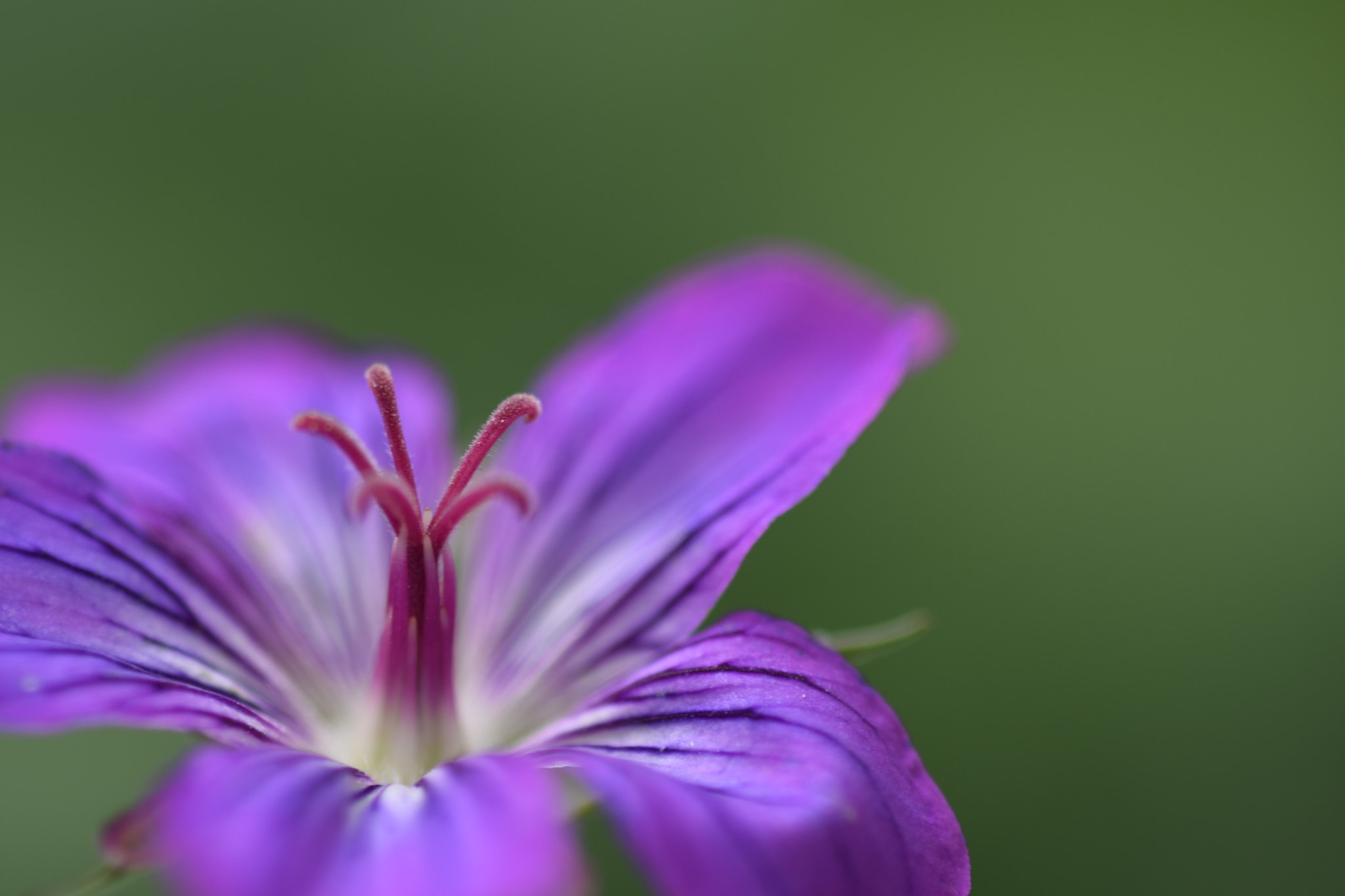 AF Micro-Nikkor 105mm f/2.8 sample photo. Fairytale photography