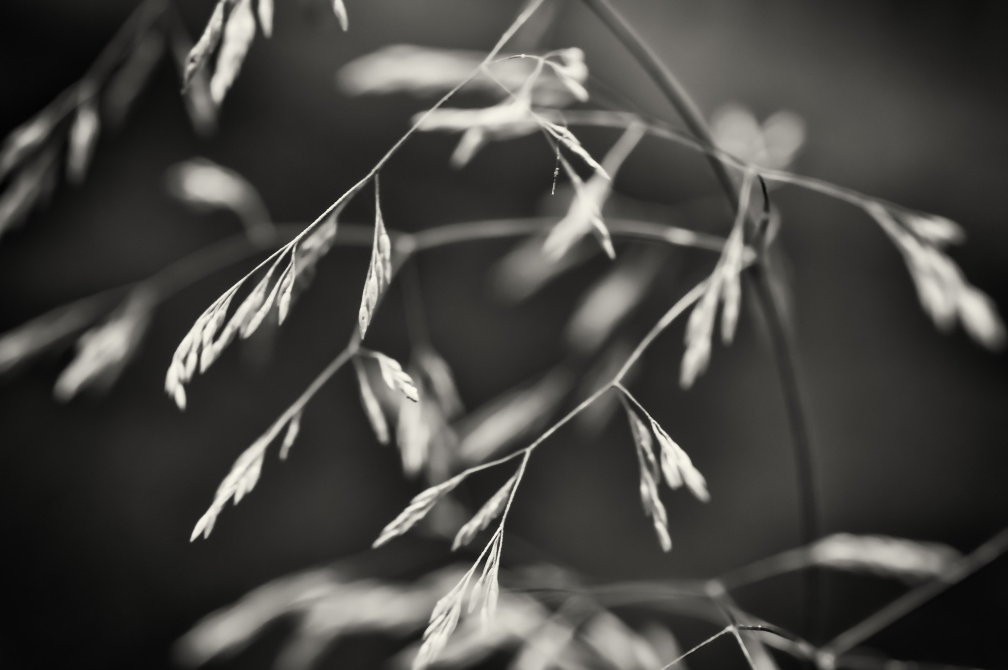 Pentax K-3 II + A Series Lens sample photo. Bwm grass photography