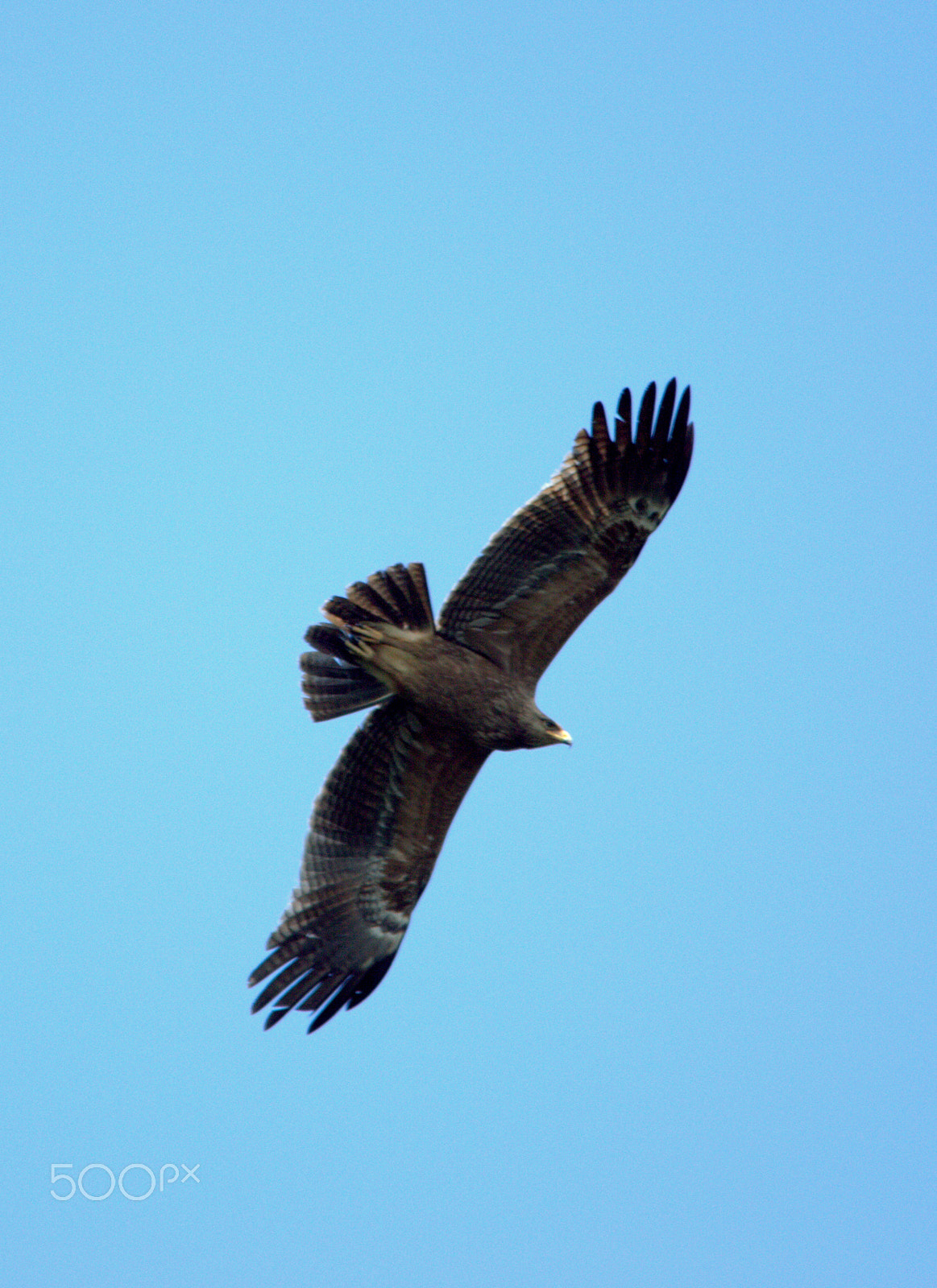 Sigma 150-500mm F5-6.3 DG OS HSM sample photo. Nef photography