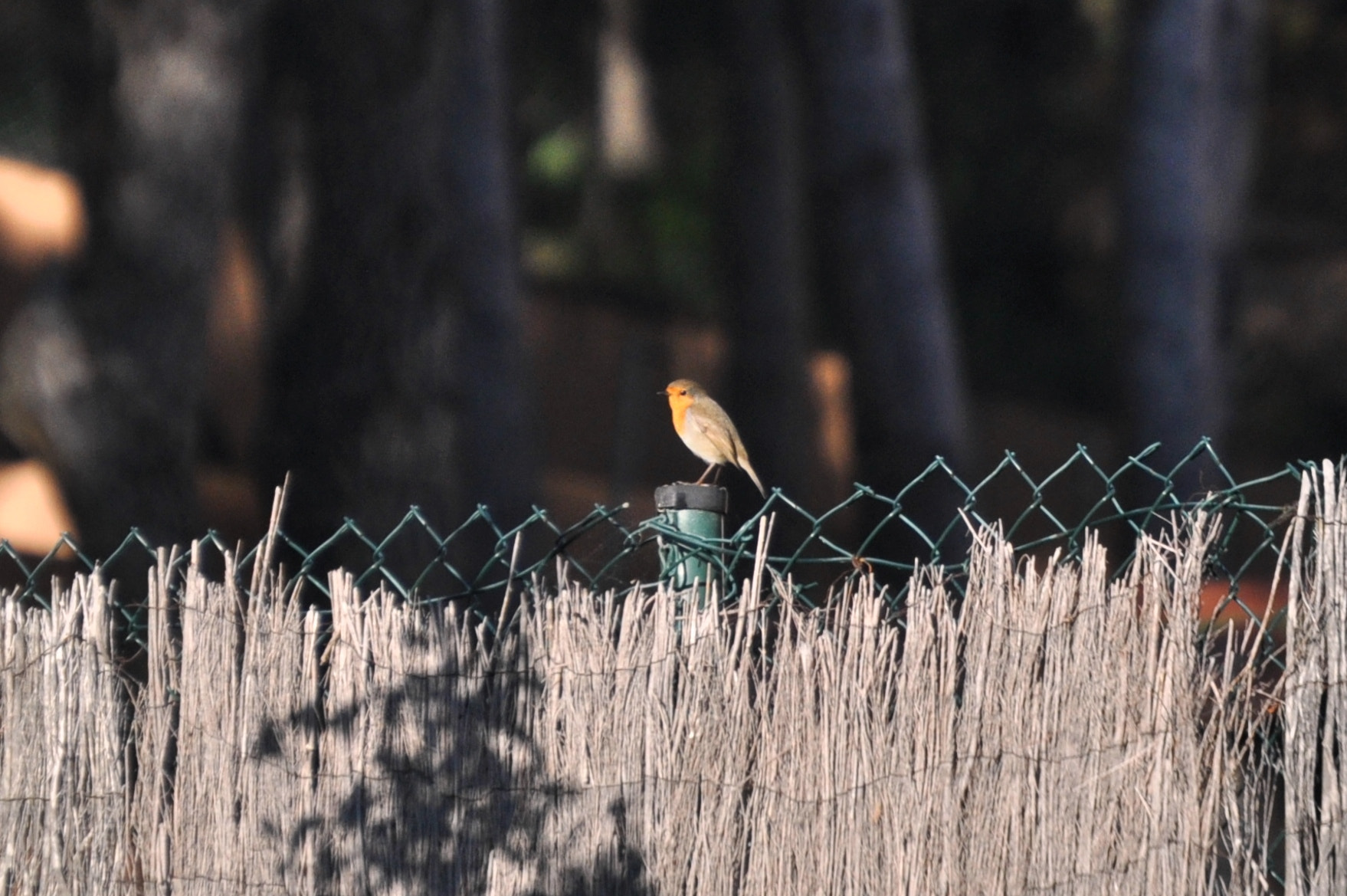 Nikon D5000 sample photo. Pit roig photography