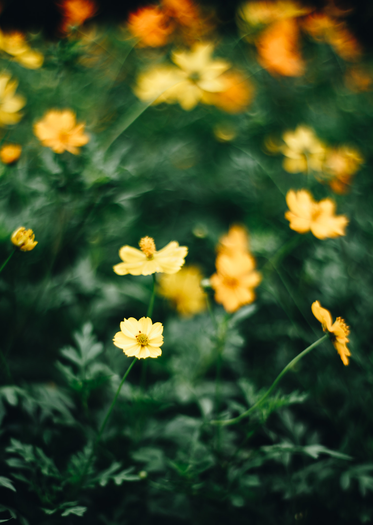 ZEISS Planar T* 50mm F1.4 sample photo. Flower photography
