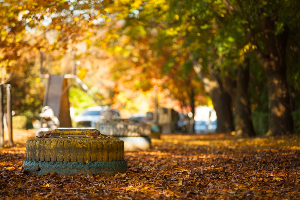 Canon EF 70-200mm F2.8L USM sample photo. Fall photography