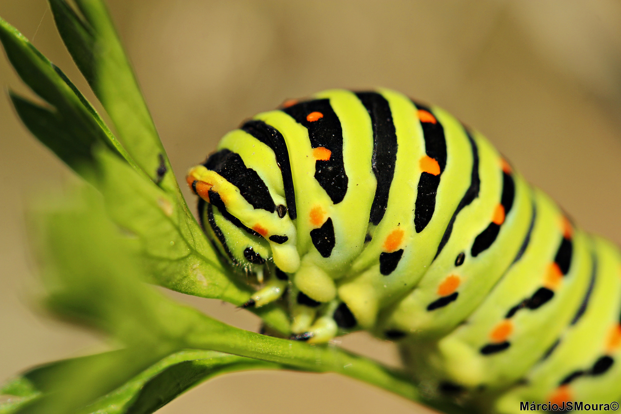 Sigma 24-105mm f/4 DG OS HSM | A sample photo. Papilio machaon i photography