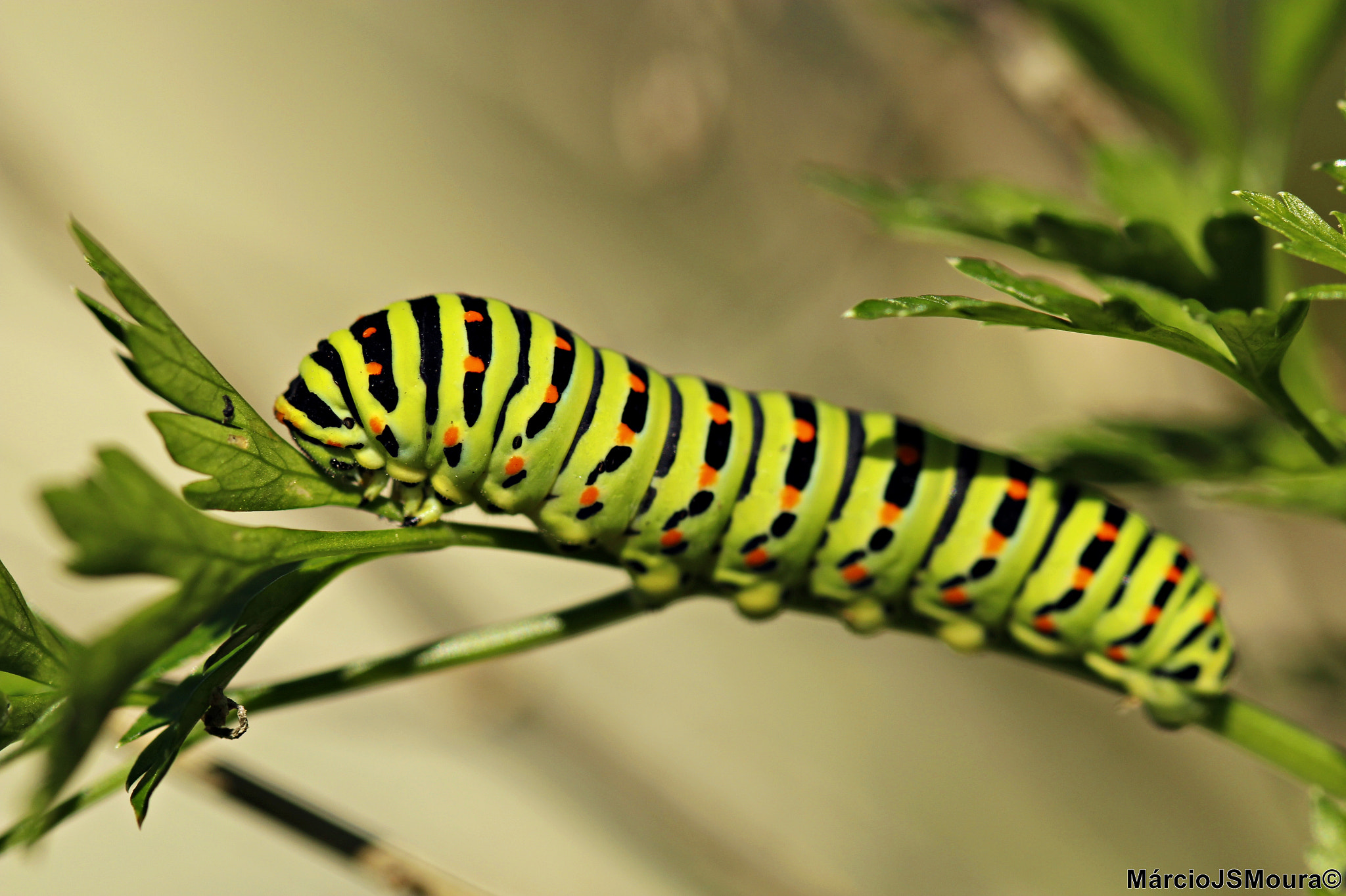 Sigma 24-105mm f/4 DG OS HSM | A sample photo. Papilio machaon photography