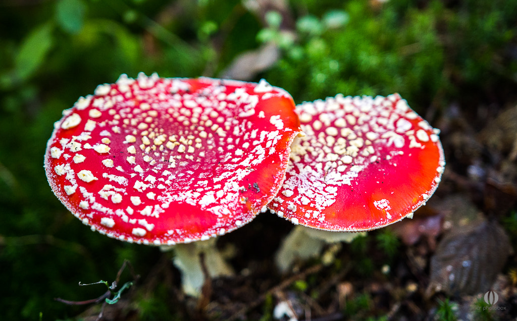 Nikon D500 + Sigma 18-35mm F1.8 DC HSM Art sample photo. Fly agaric photography