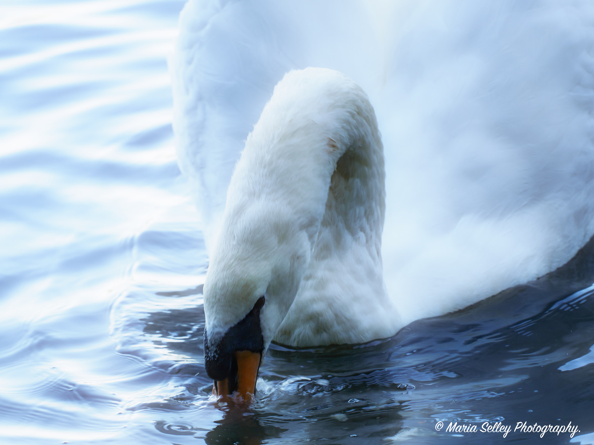 Olympus OM-D E-M5 II sample photo. Beautiful swan photography