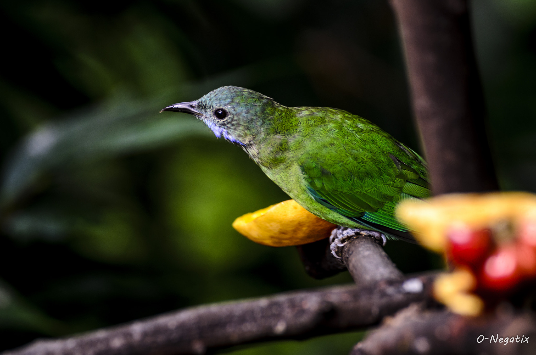 Nikon D7000 + Sigma 70-300mm F4-5.6 DG OS sample photo. Green bird photography