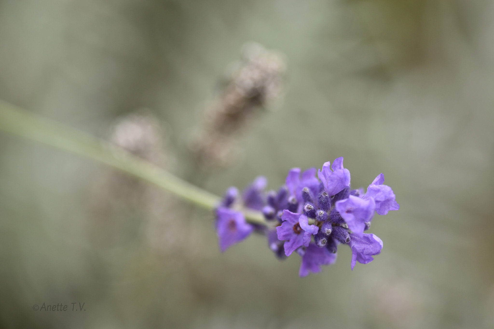 Nikon AF-S Micro-Nikkor 105mm F2.8G IF-ED VR sample photo. Lavender in october.. photography