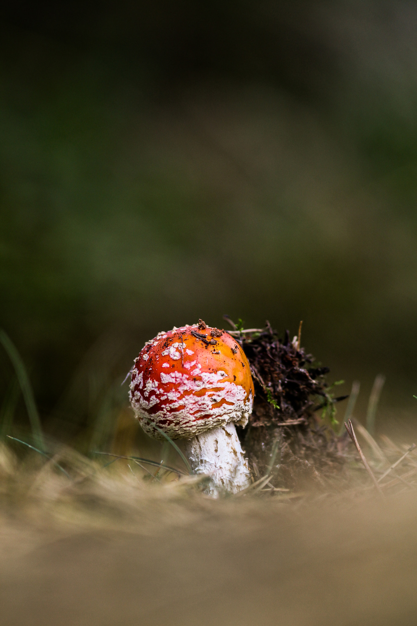 Canon EF 300mm F4L IS USM sample photo. Amanita muscaria photography