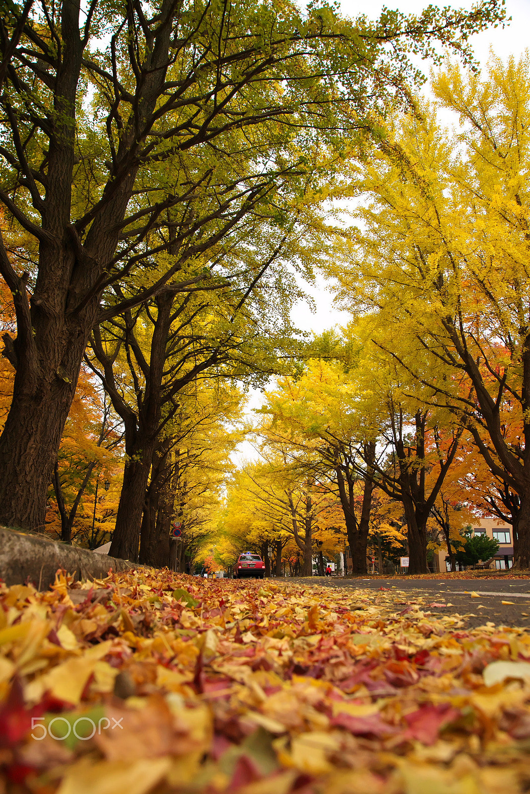 VR 24-105mm F/4.0 G sample photo. Autumn colors photography