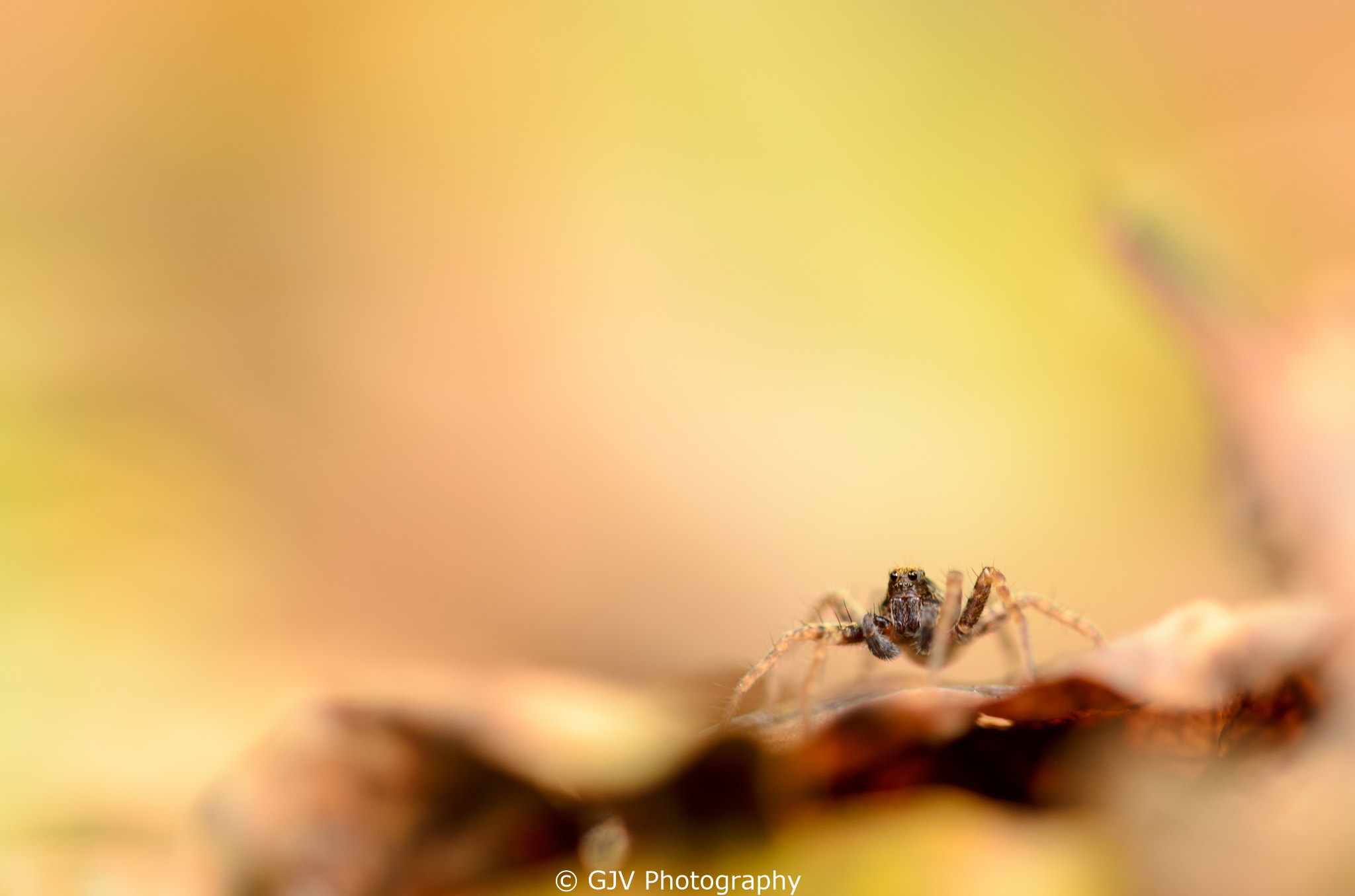Sigma 105mm F2.8 EX DG OS HSM sample photo. Warm welcome photography