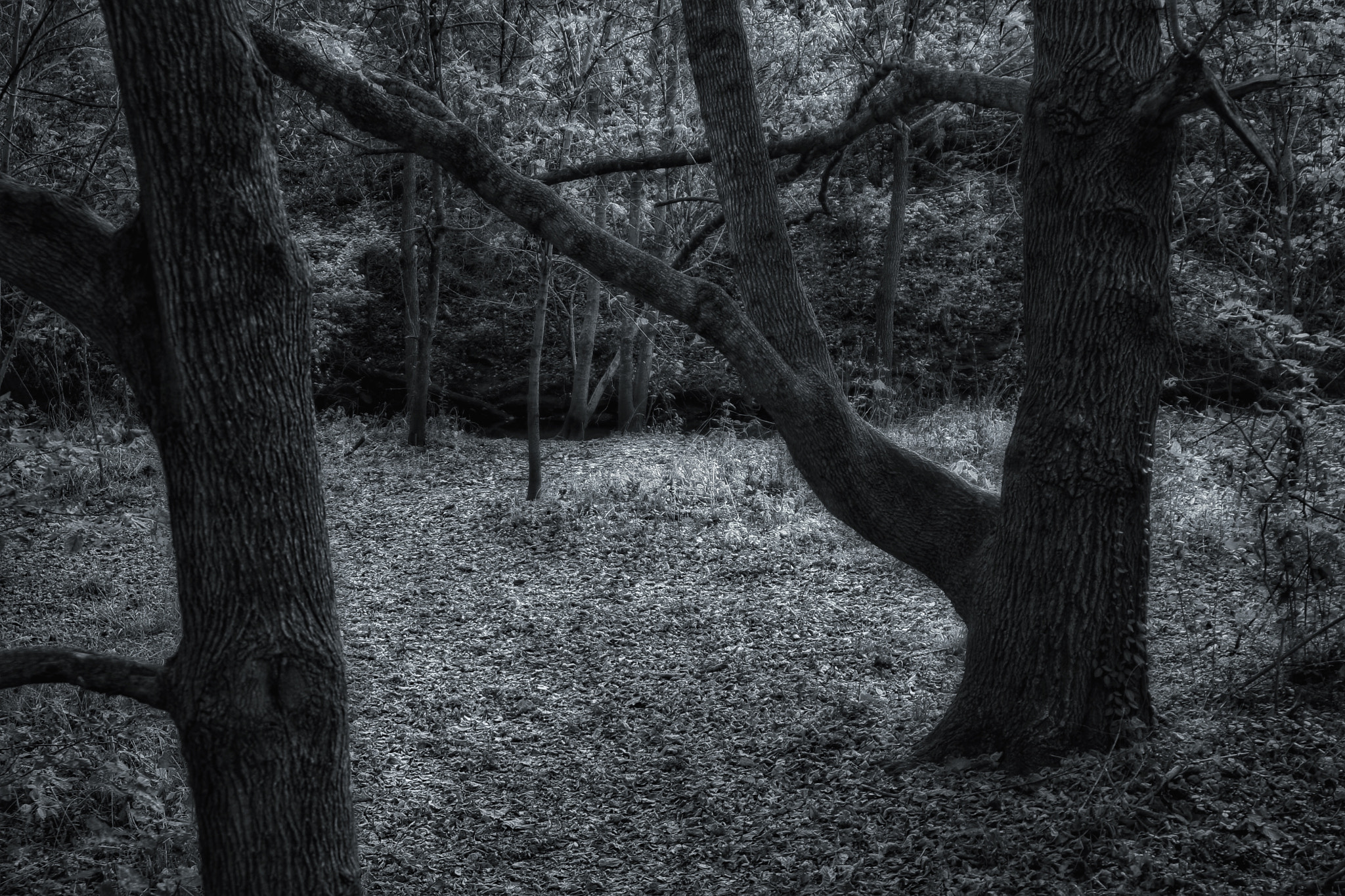 Tamron AF 28-200mm F3.8-5.6 XR Di Aspherical (IF) Macro sample photo. Old trees photography