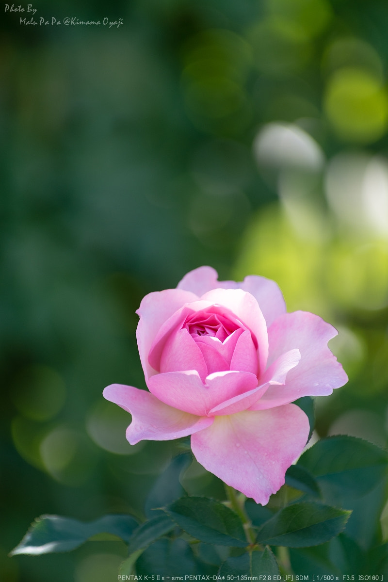 Pentax smc DA* 50-135mm F2.8 ED (IF) SDM sample photo. Rose photography