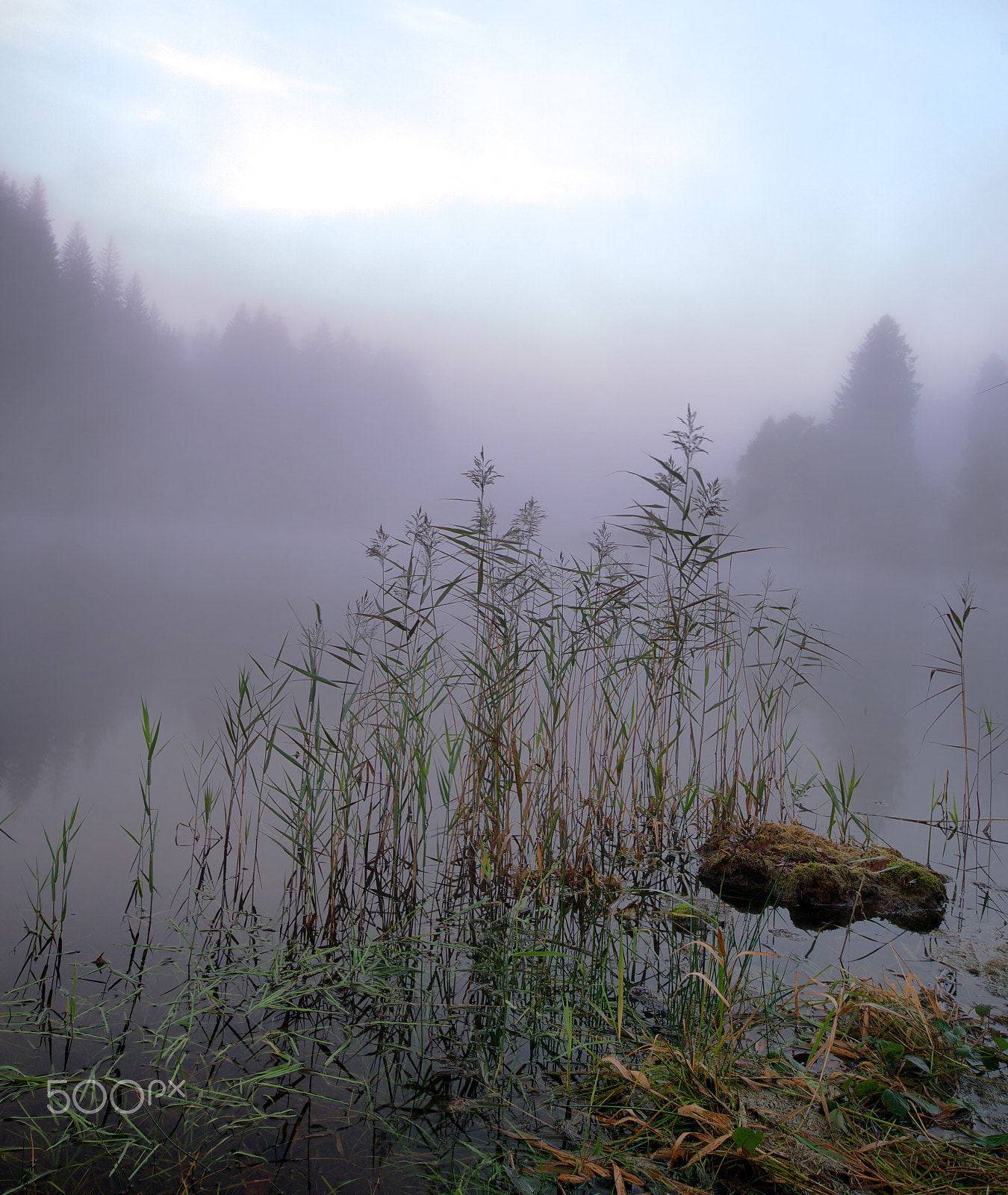 Sony ILCA-77M2 sample photo. Grass reeds and mist photography