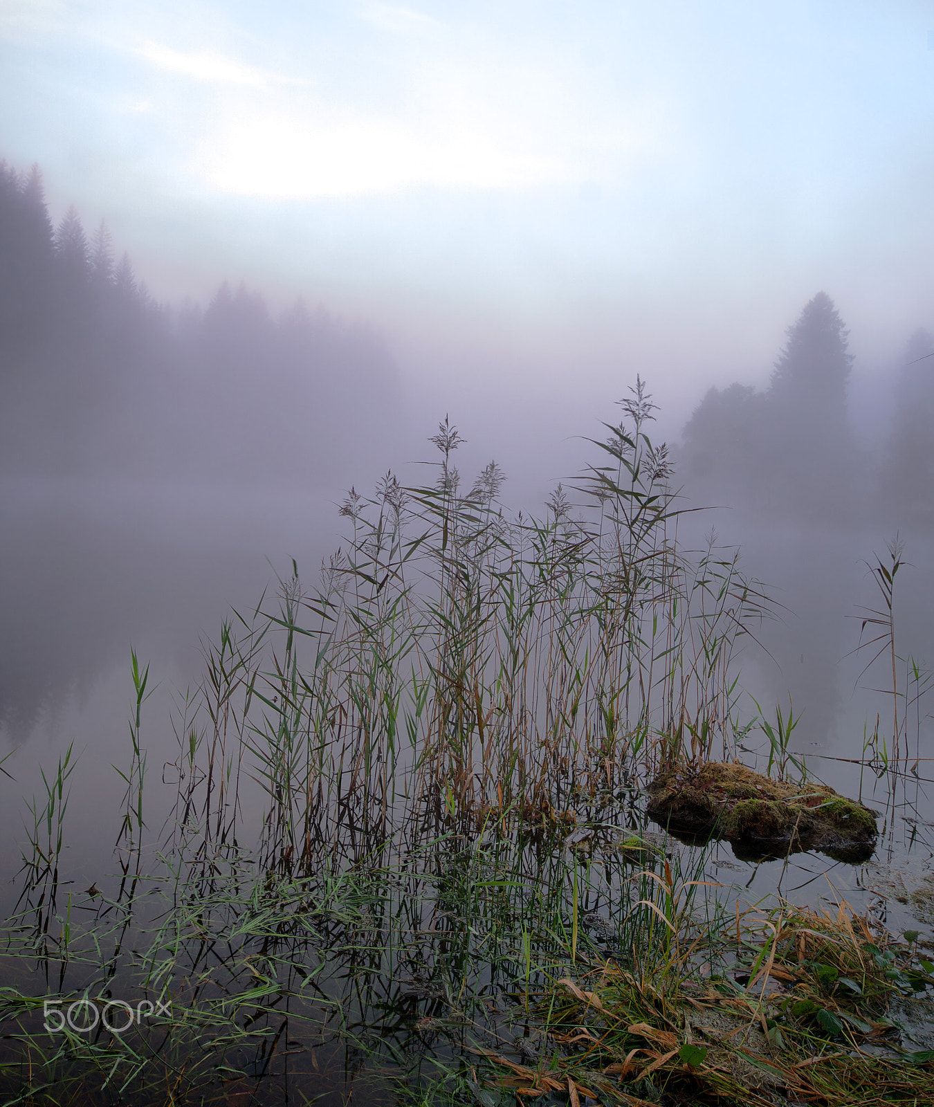 Sigma AF 10-20mm F4-5.6 EX DC sample photo. Grass reeds and mist photography