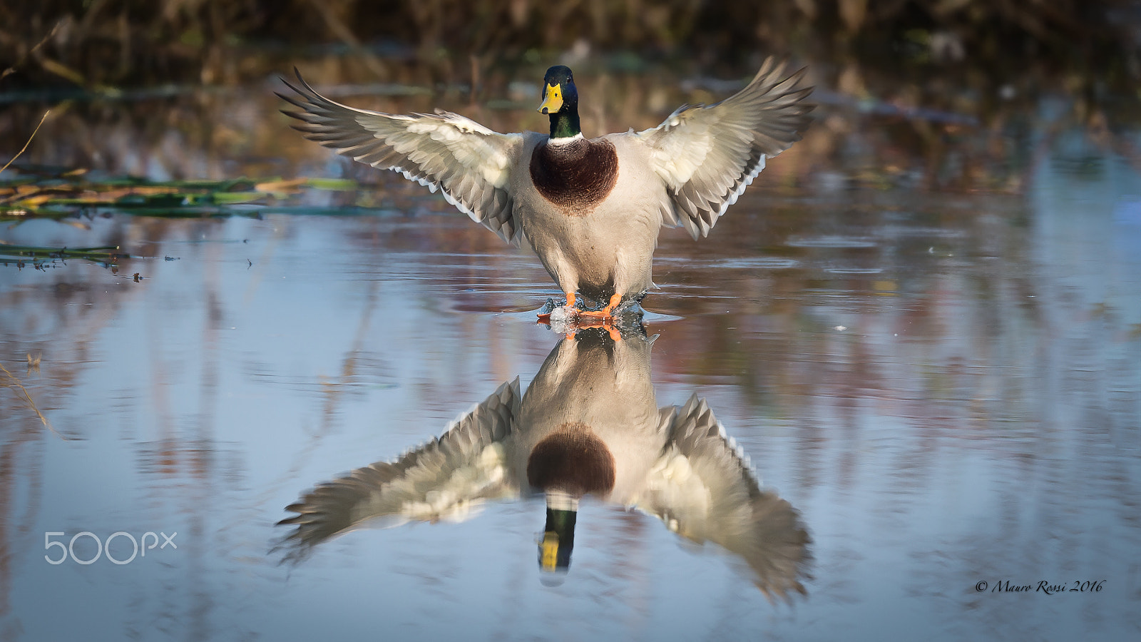 Nikon AF-S Nikkor 500mm F4E FL ED VR sample photo. "reflexes" anas platyrhynchos (m) germano reale photography