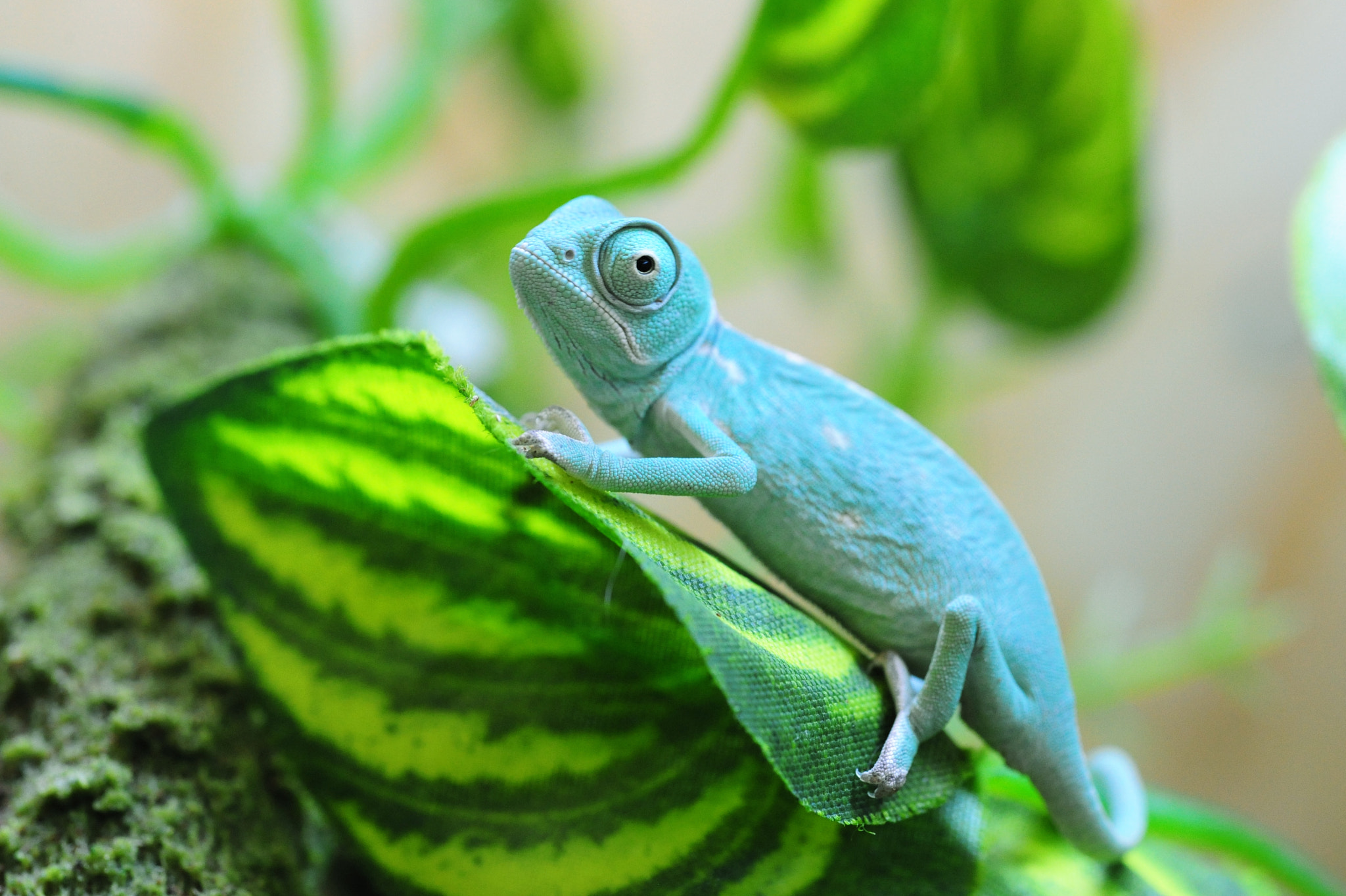 Nikon AF Micro-Nikkor 60mm F2.8D sample photo. Little  chameleon photography