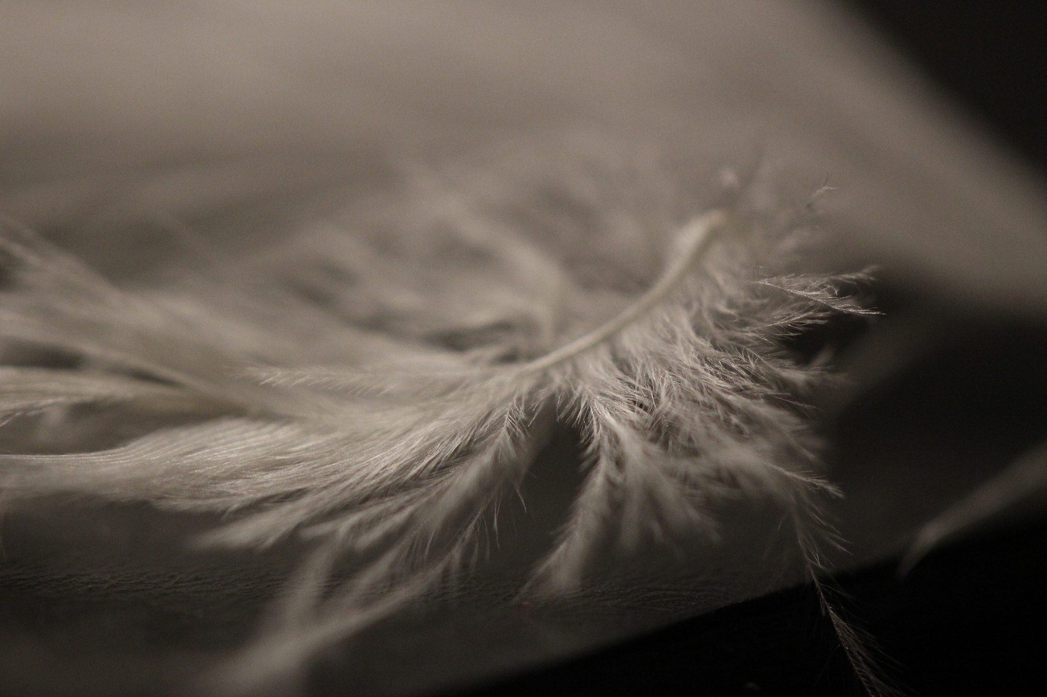 Canon EF-S 60mm F2.8 Macro USM sample photo. Feathers photography