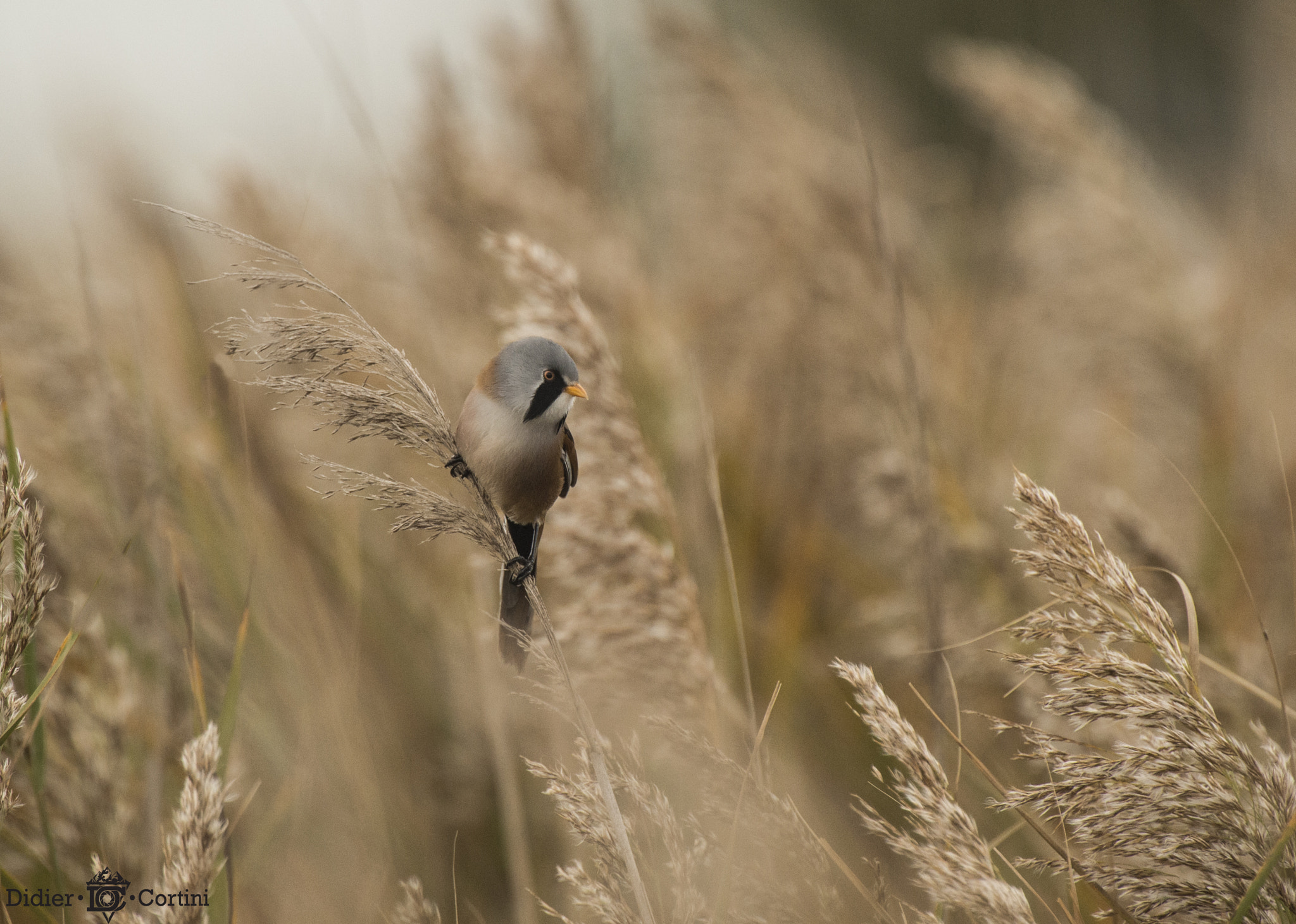 Nikon D4S + Nikon AF-S Nikkor 500mm F4G ED VR sample photo. Panure a moustaches photography