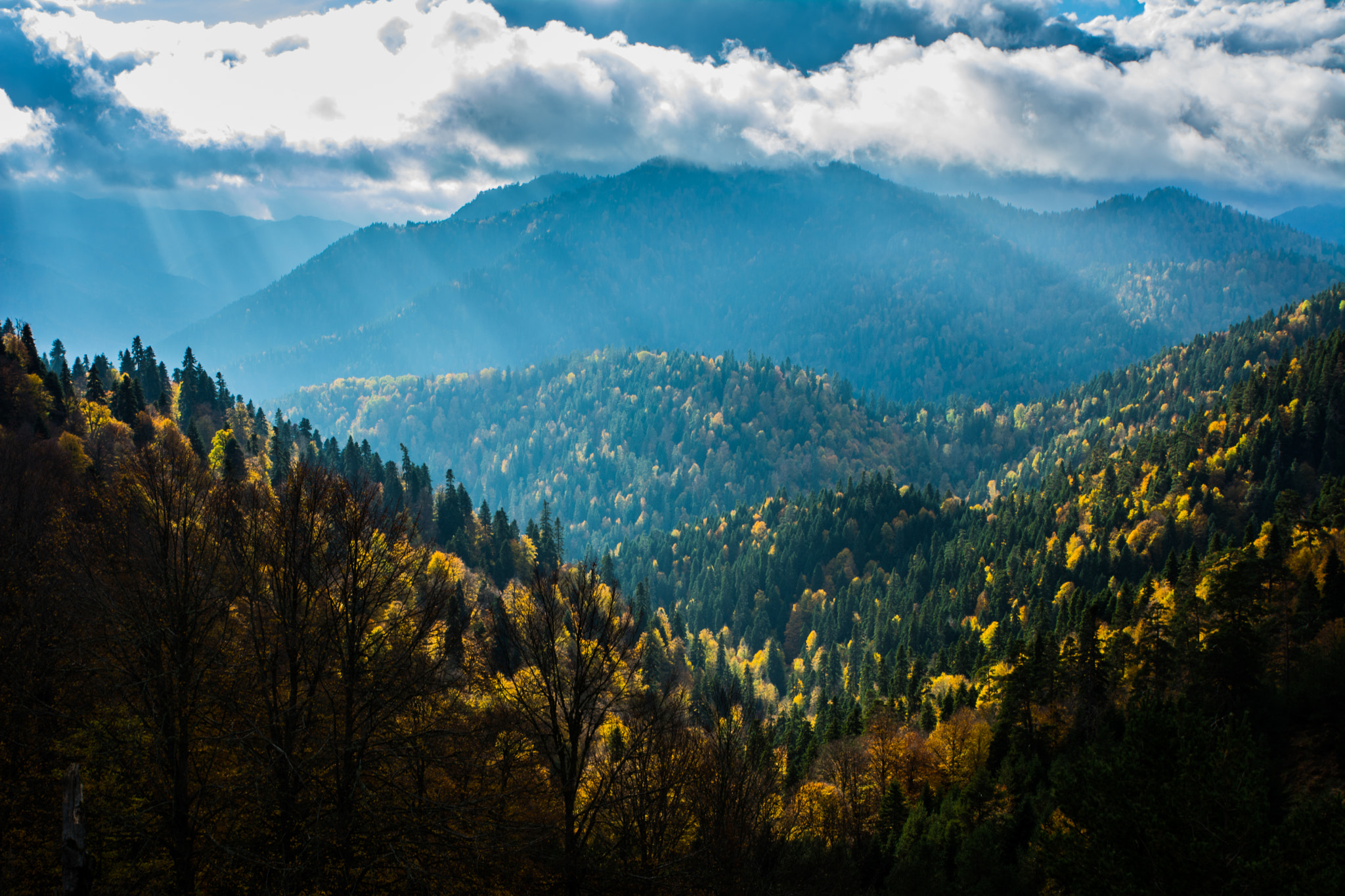 Tamron SP 24-70mm F2.8 Di VC USD sample photo. Sunshine and forest photography