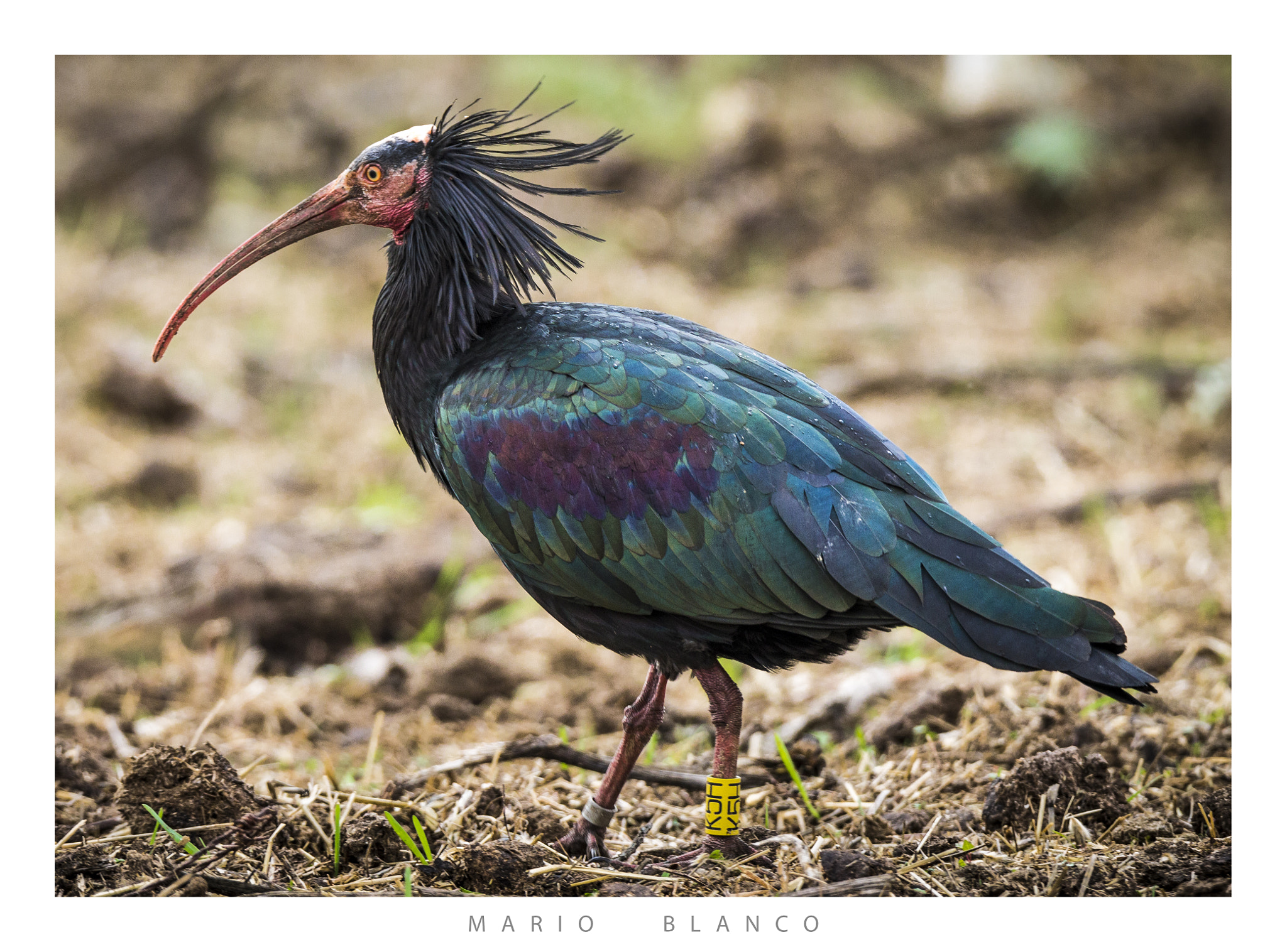Tamron SP 150-600mm F5-6.3 Di VC USD sample photo. Northern bald ibis´s colours photography