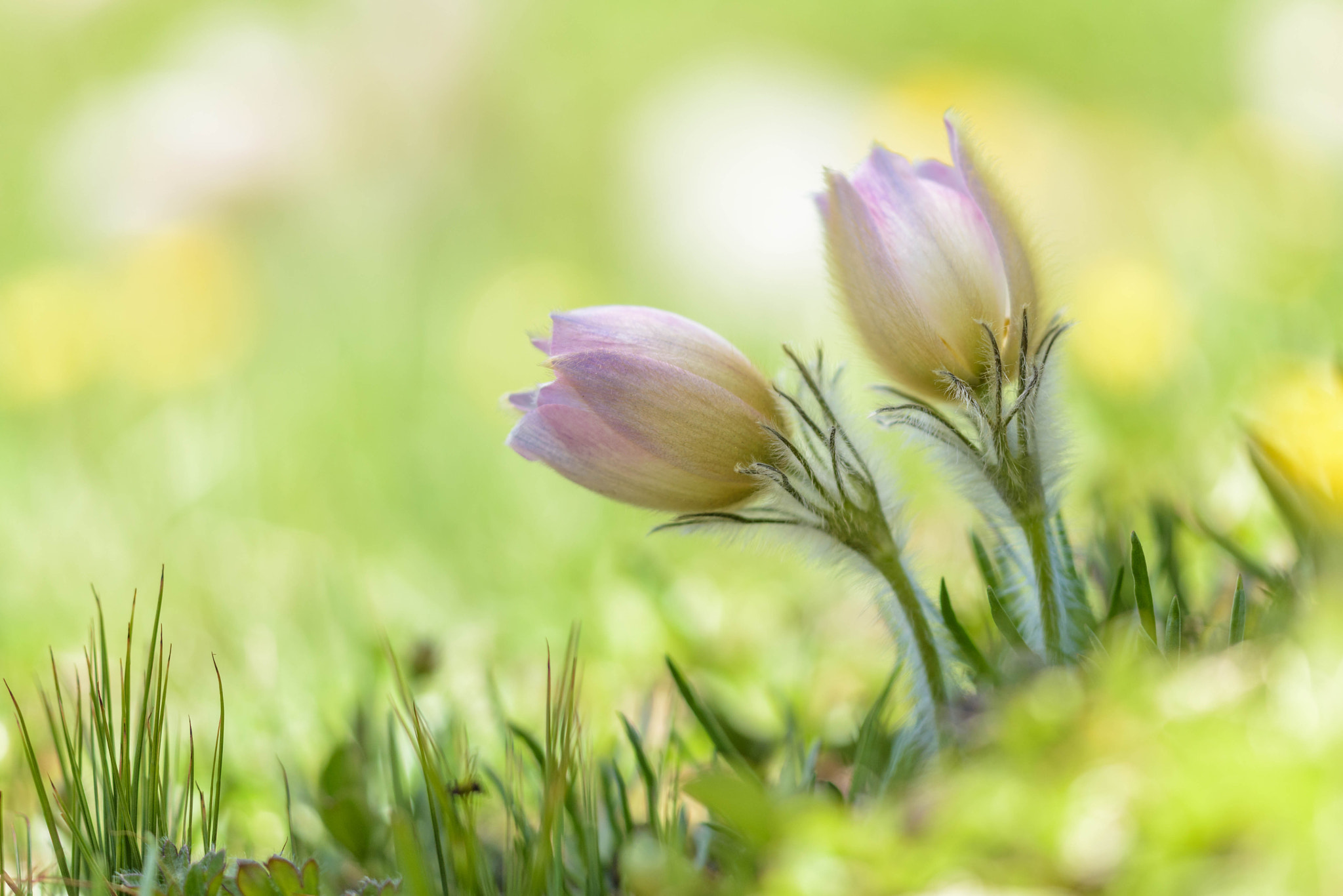 Sigma 150mm F2.8 EX DG Macro HSM sample photo. Pulsatilla vernalis photography