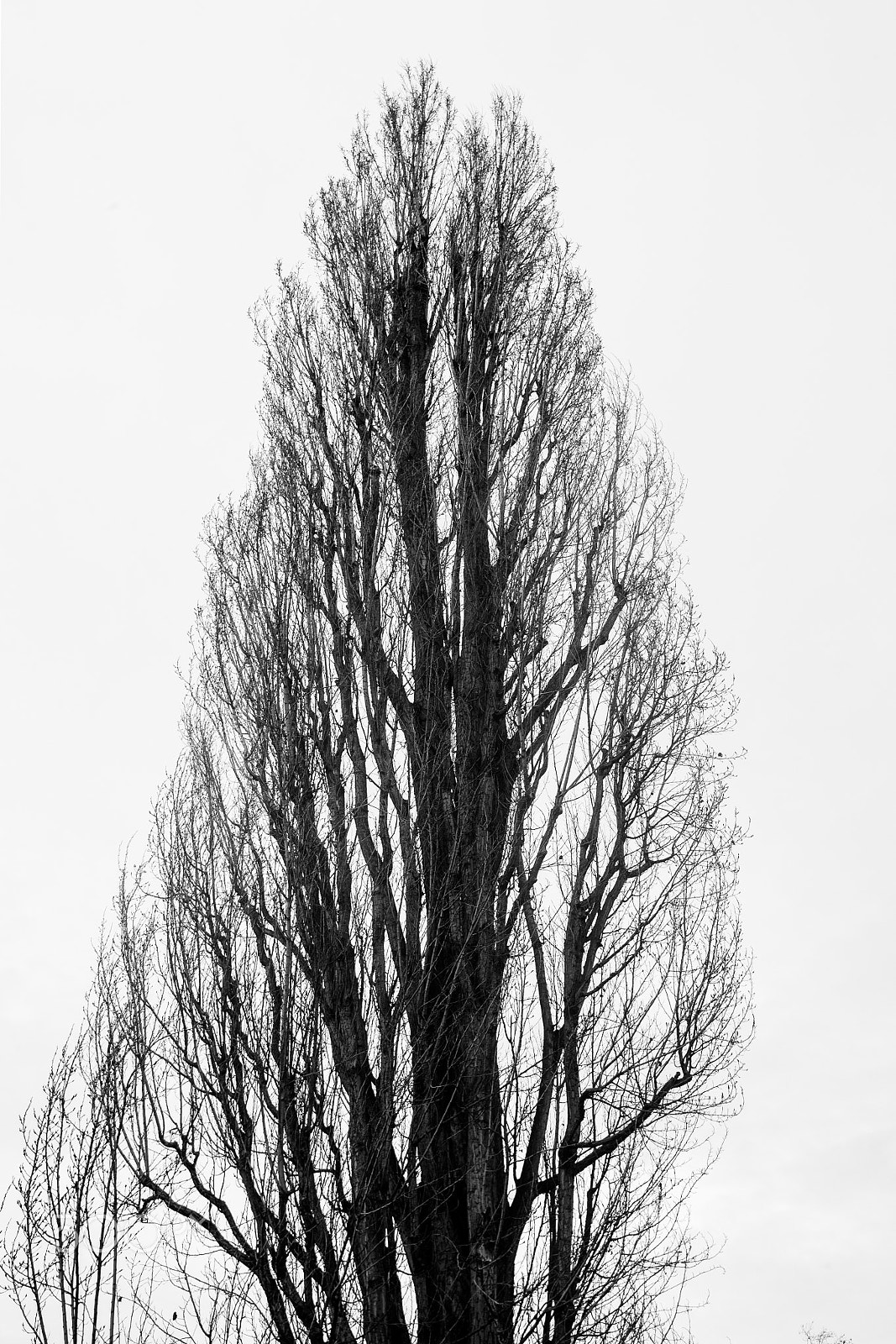 Canon EOS-1D Mark IV sample photo. Naked tree b/w photography