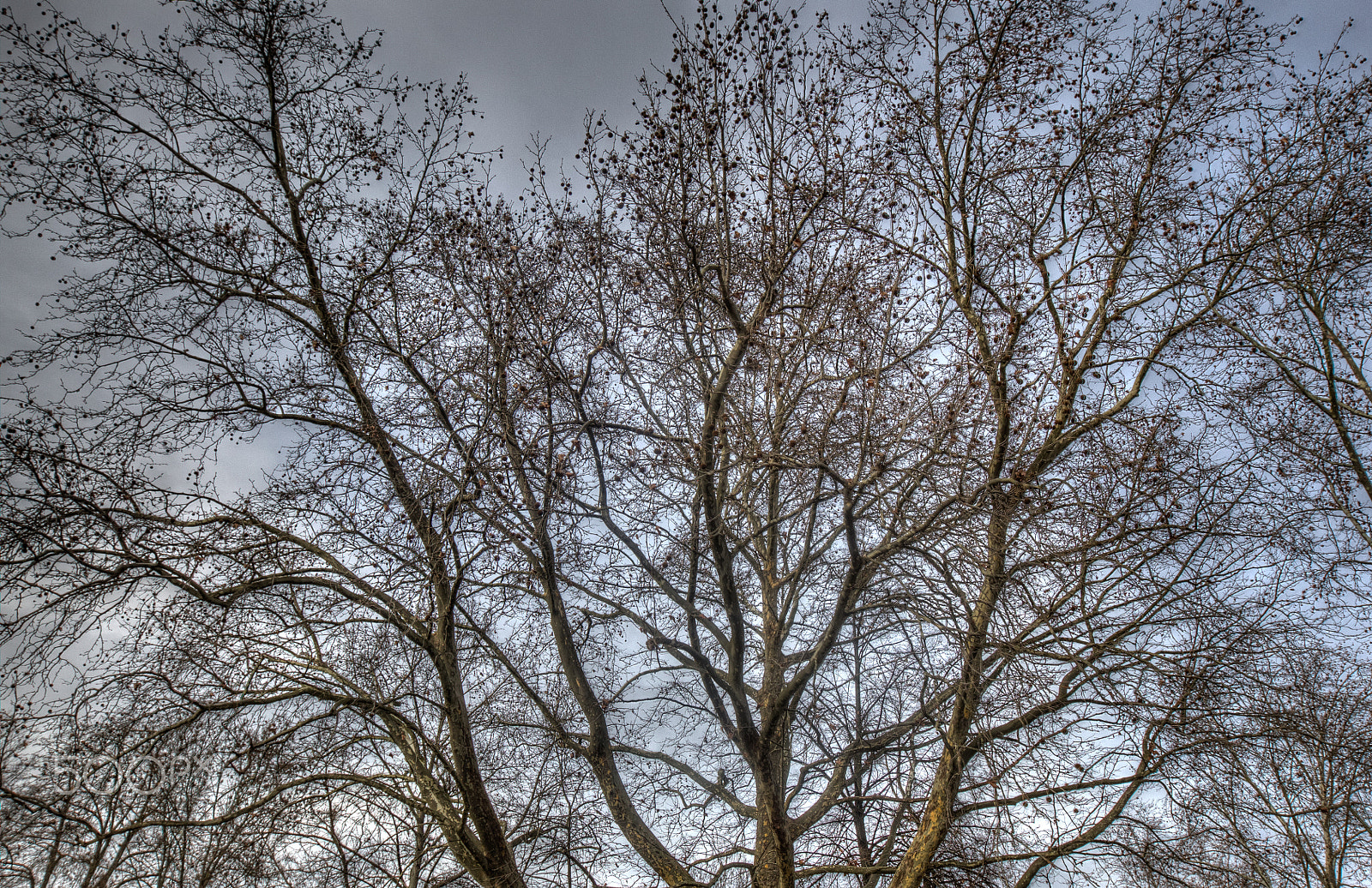 Canon EOS-1D Mark IV sample photo. Naked tree bunch photography