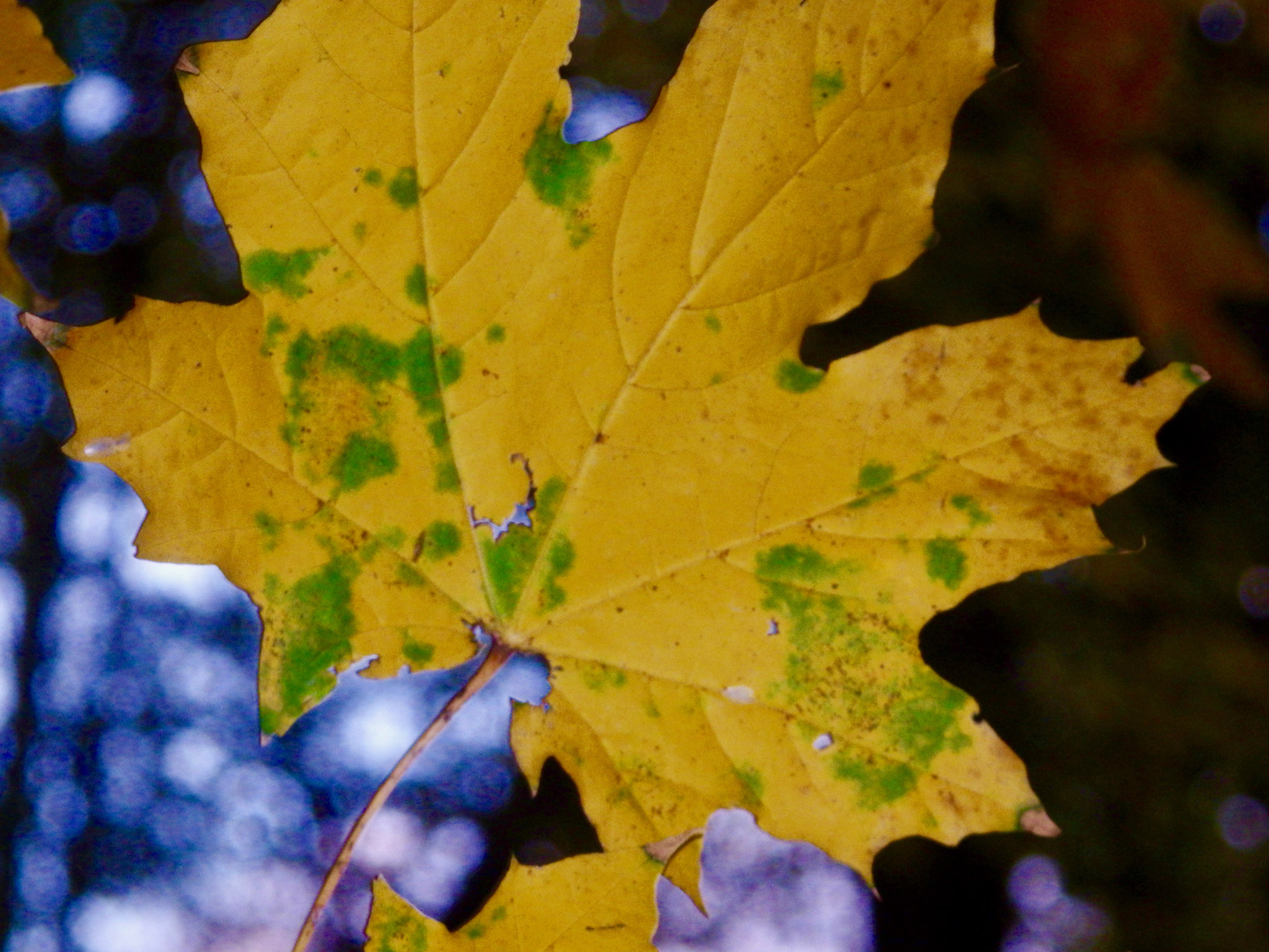 Olympus SZ-17 sample photo. Colored leaf photography