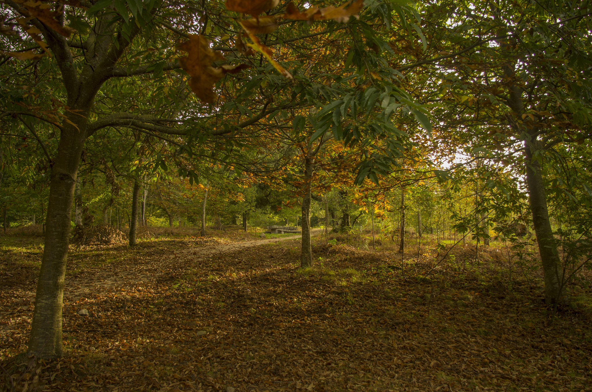 Pentax smc DA 18-55mm F3.5-5.6 AL sample photo. Autumn photography
