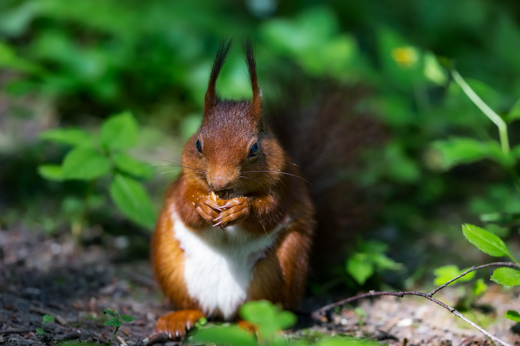 Canon EF 300mm F2.8L IS II USM sample photo. Cute squirrel photography