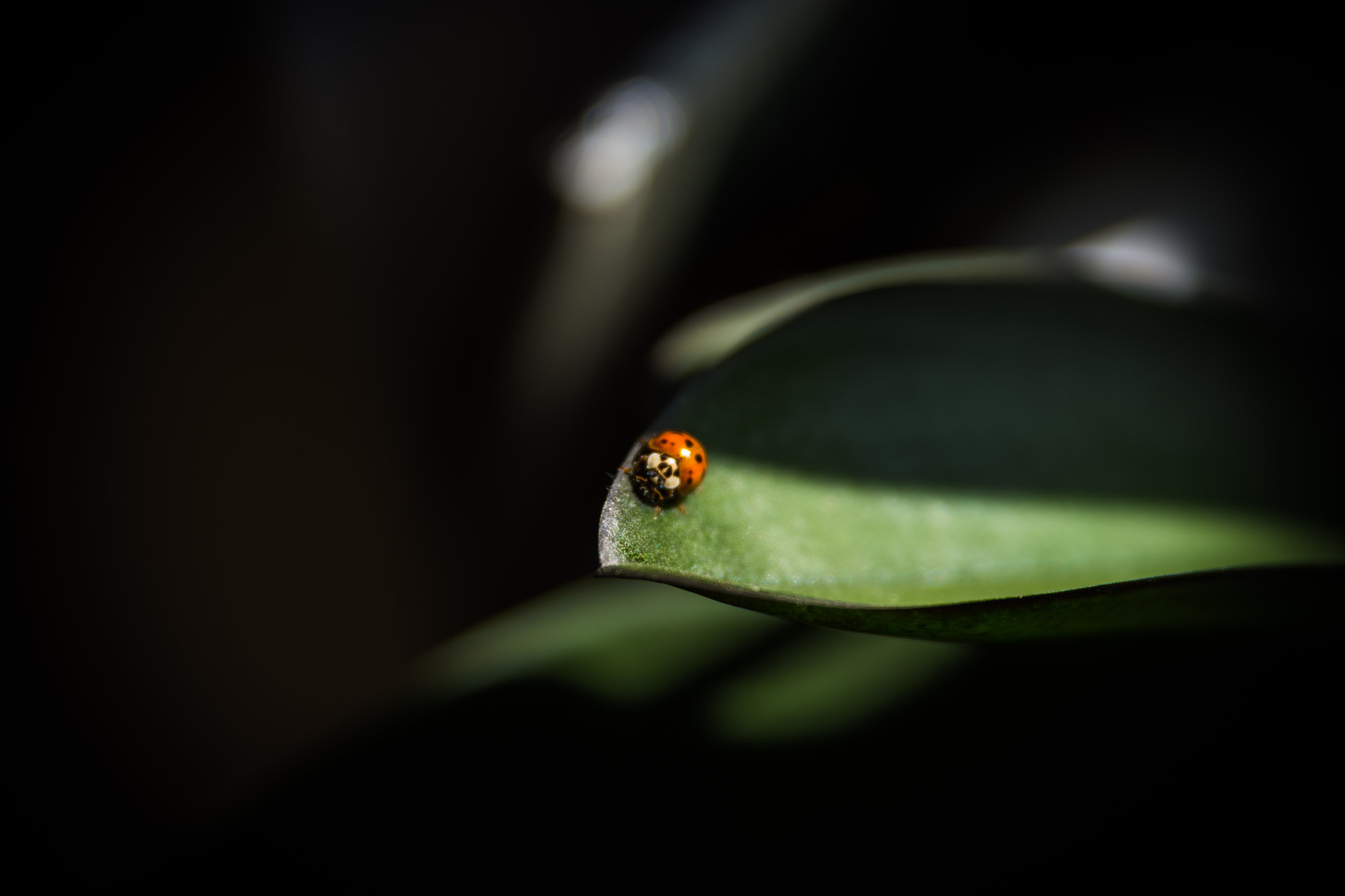 Tamron SP 24-70mm F2.8 Di VC USD sample photo. Ladybug photography
