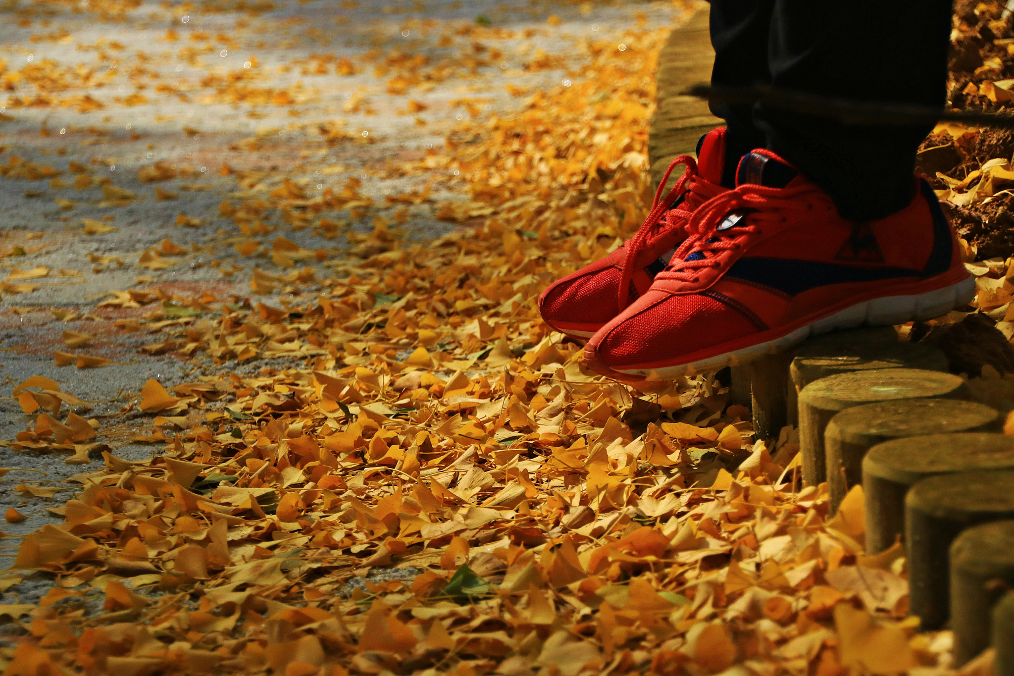 Canon EOS 750D (EOS Rebel T6i / EOS Kiss X8i) sample photo. Autumn photography